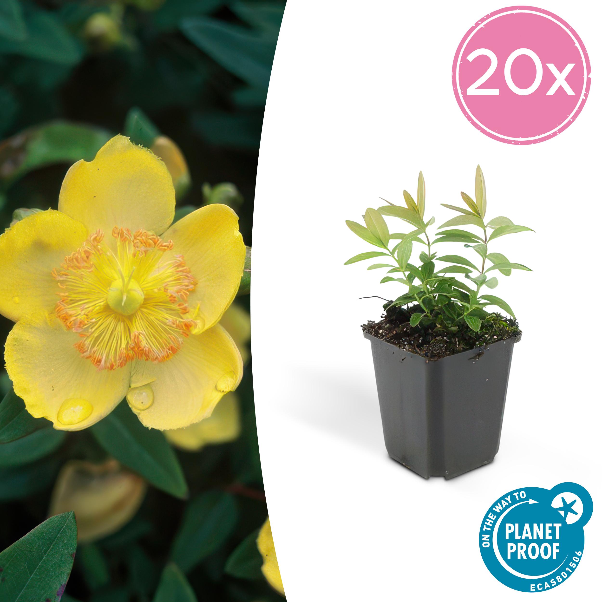 20x Hypericum calycinum en pot Ø9cm  Hauteur 10cm. Plante verte type 20x Hypericum calycinum, livrée en pot, idéale pour intérieur lumineux.