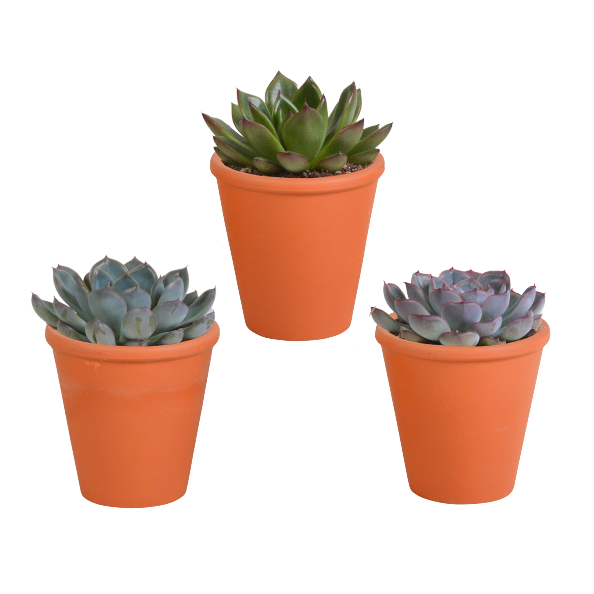 Echeveria mix 8.5 cm en pot. Plante verte type Echeveria mix 8.5 cm, livrée en pot, idéale pour intérieur lumineux.