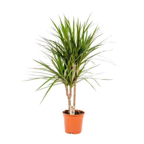 Dracaena Marginata en pot Ø17cm  Hauteur 90cm. Plante verte type Dracaena Marginata, livrée en pot, idéale pour intérieur lumineux. – Image 9
