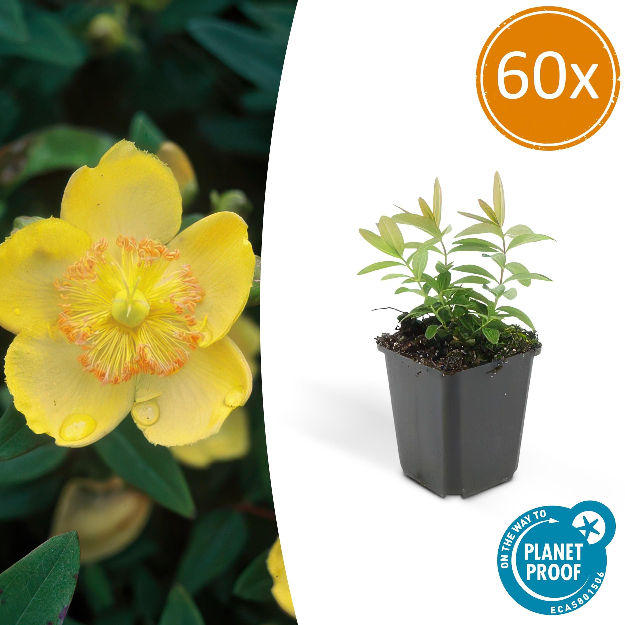 60x Hypericum calycinum en pot Ø9cm  Hauteur 10cm. Plante verte type 60x Hypericum calycinum, livrée en pot, idéale pour intérieur lumineux.