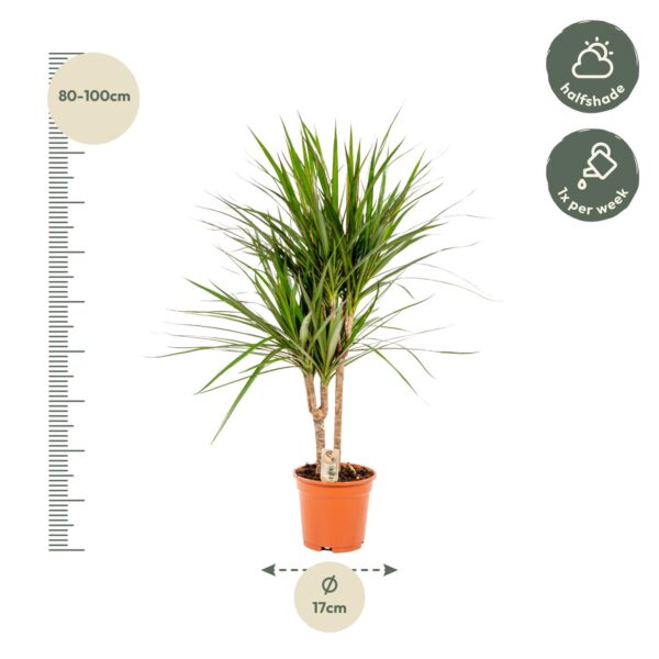 Dracaena Marginata en pot Ø17cm  Hauteur 90cm. Plante verte type Dracaena Marginata, livrée en pot, idéale pour intérieur lumineux. – Image 10