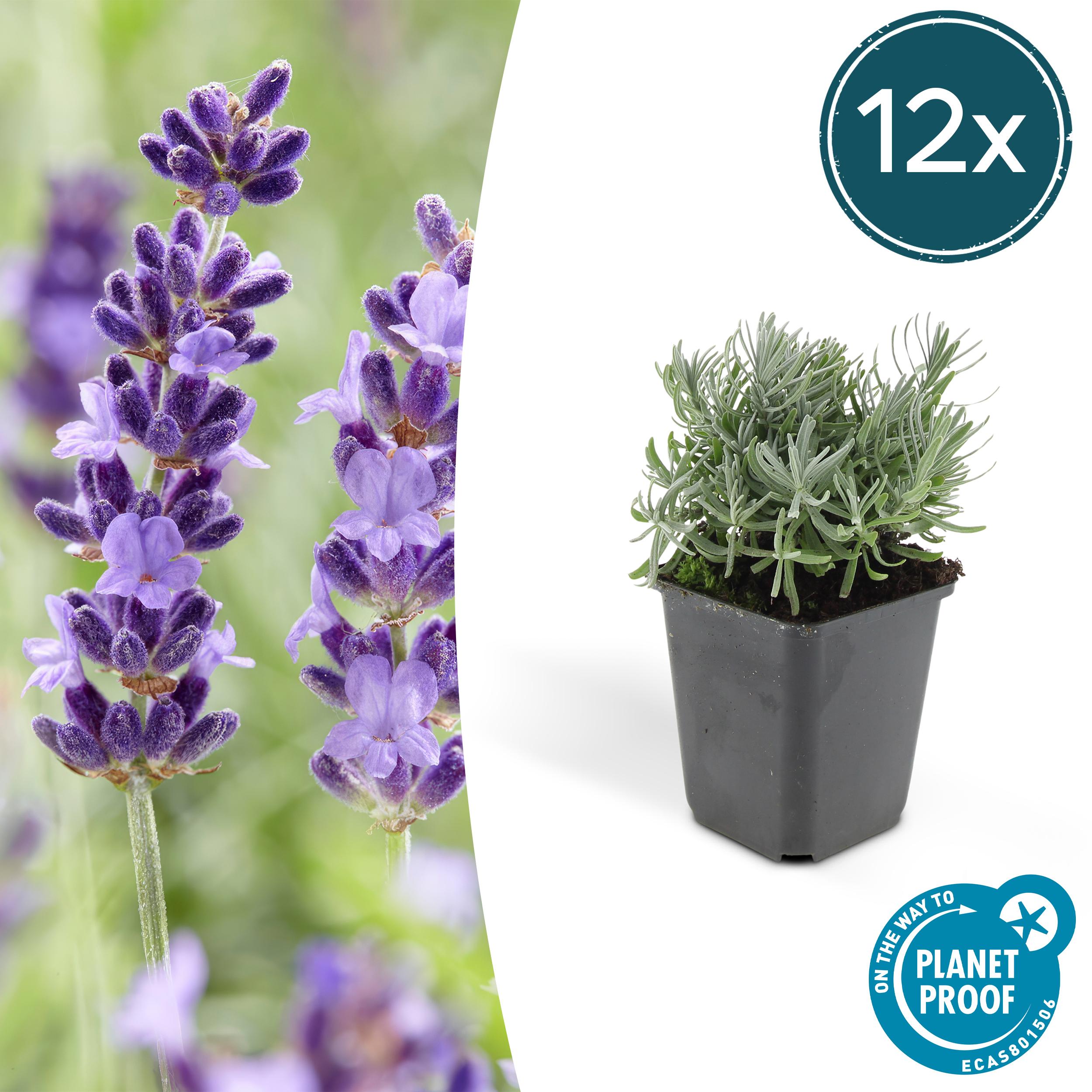 12x Lavandula 'Hidcote' en pot Ø9cm  Hauteur 10cm. Plante verte type 12x Lavandula 'Hidcote', livrée en pot, idéale pour intérieur lumineux.