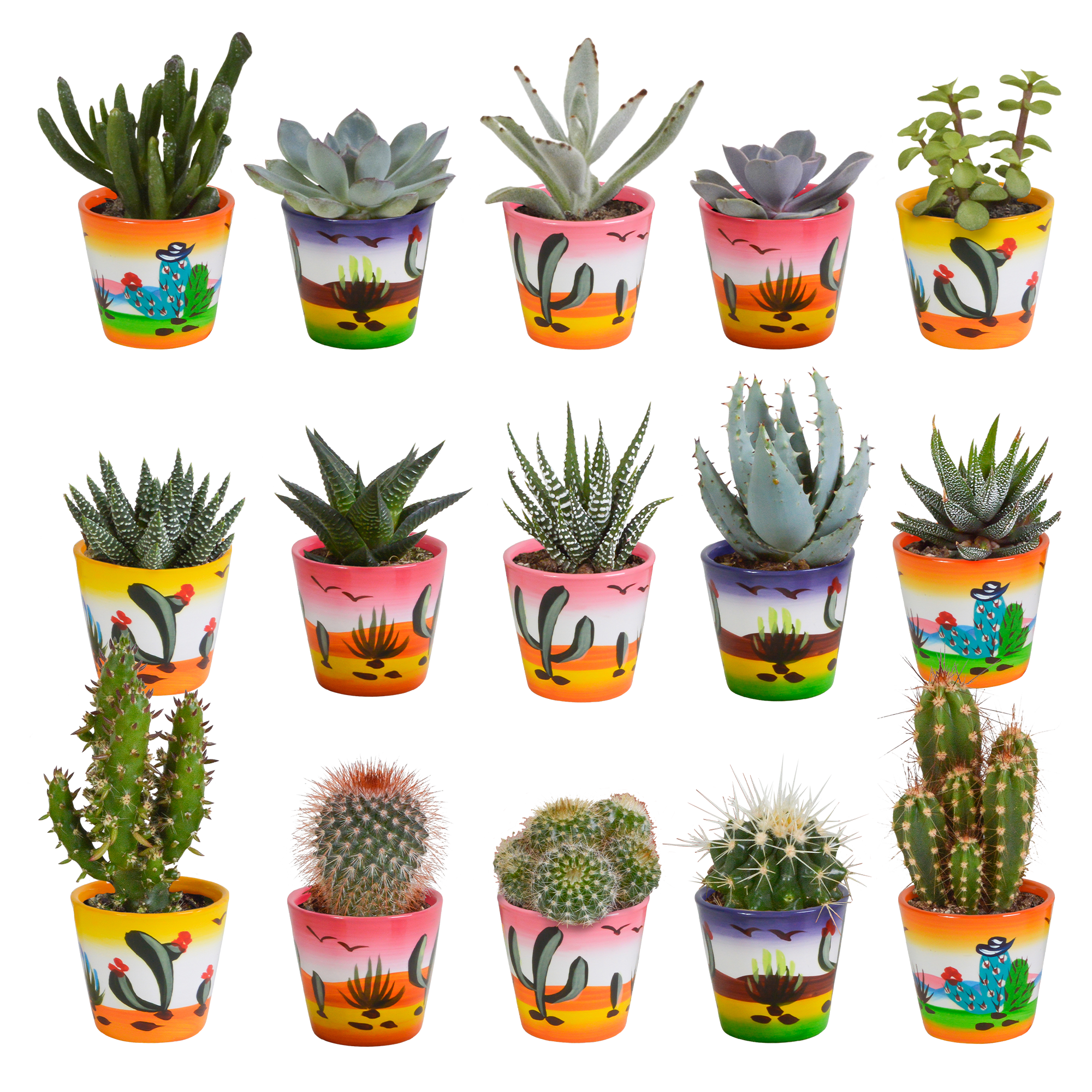 Cactus en vetplanten mix 5.5 cm | 15 stuks en pot. Plante verte type Cactus en vetplanten mix 5.5 cm | 15 stuks, livrée en pot, idéale pour intérieur lumineux.