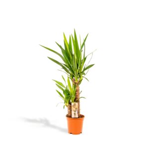Yucca en pot Ø17cm  Hauteur 90cm. Plante verte type Yucca, livrée en pot, idéale pour intérieur lumineux.