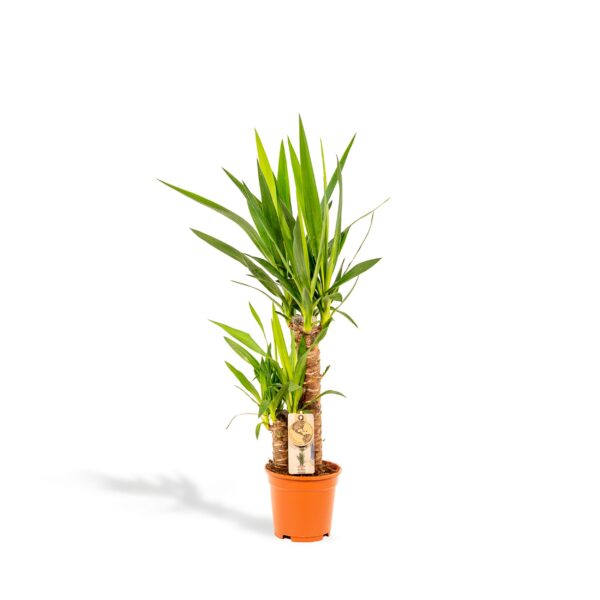 Yucca en pot Ø17cm  Hauteur 90cm. Plante verte type Yucca, livrée en pot, idéale pour intérieur lumineux.