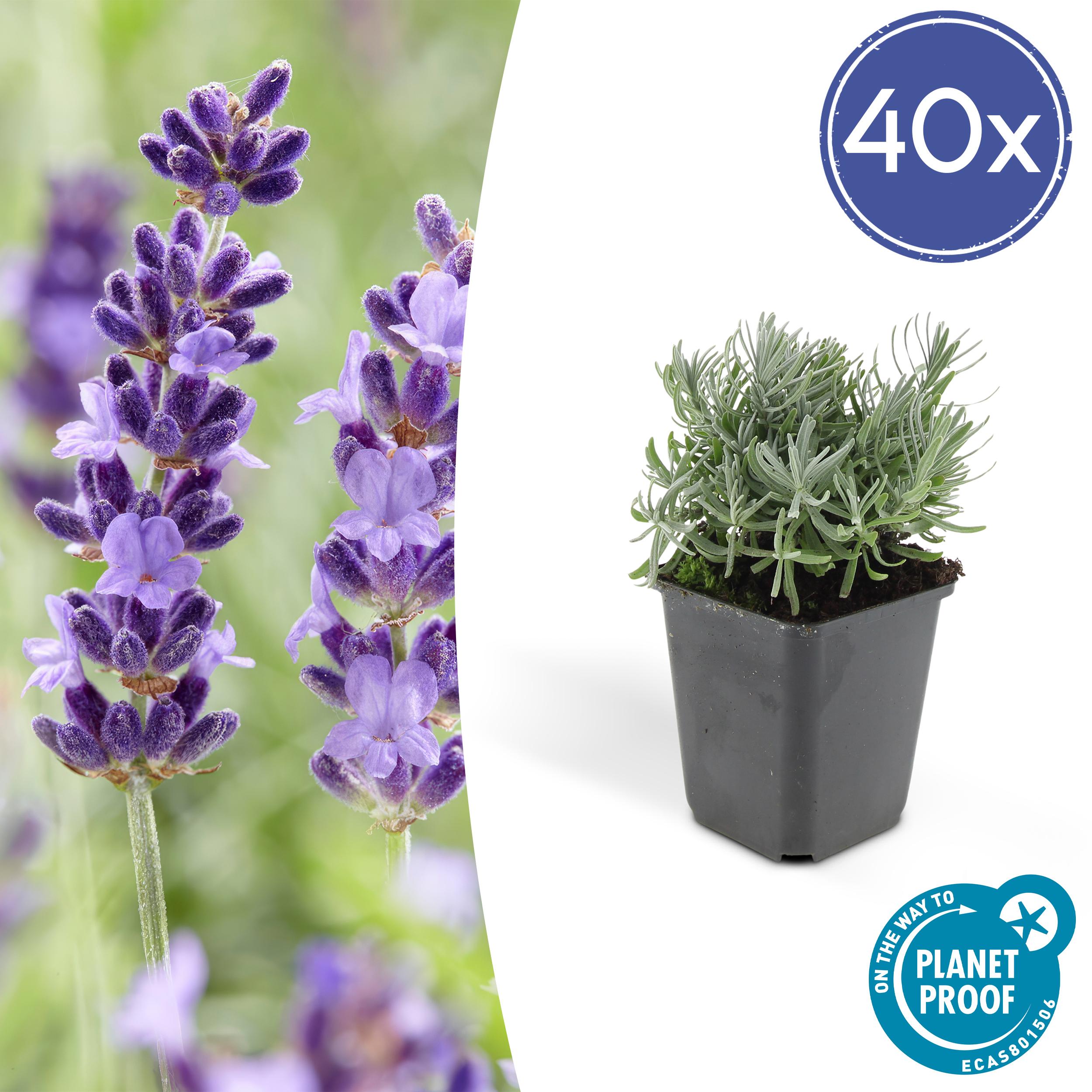 40x Lavandula 'Hidcote' en pot Ø9cm  Hauteur 10cm. Plante verte type 40x Lavandula 'Hidcote', livrée en pot, idéale pour intérieur lumineux.