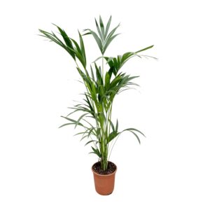 Kentia palm en pot Ø24cm. Plante verte type Kentia palm, livrée en pot, idéale pour intérieur lumineux.