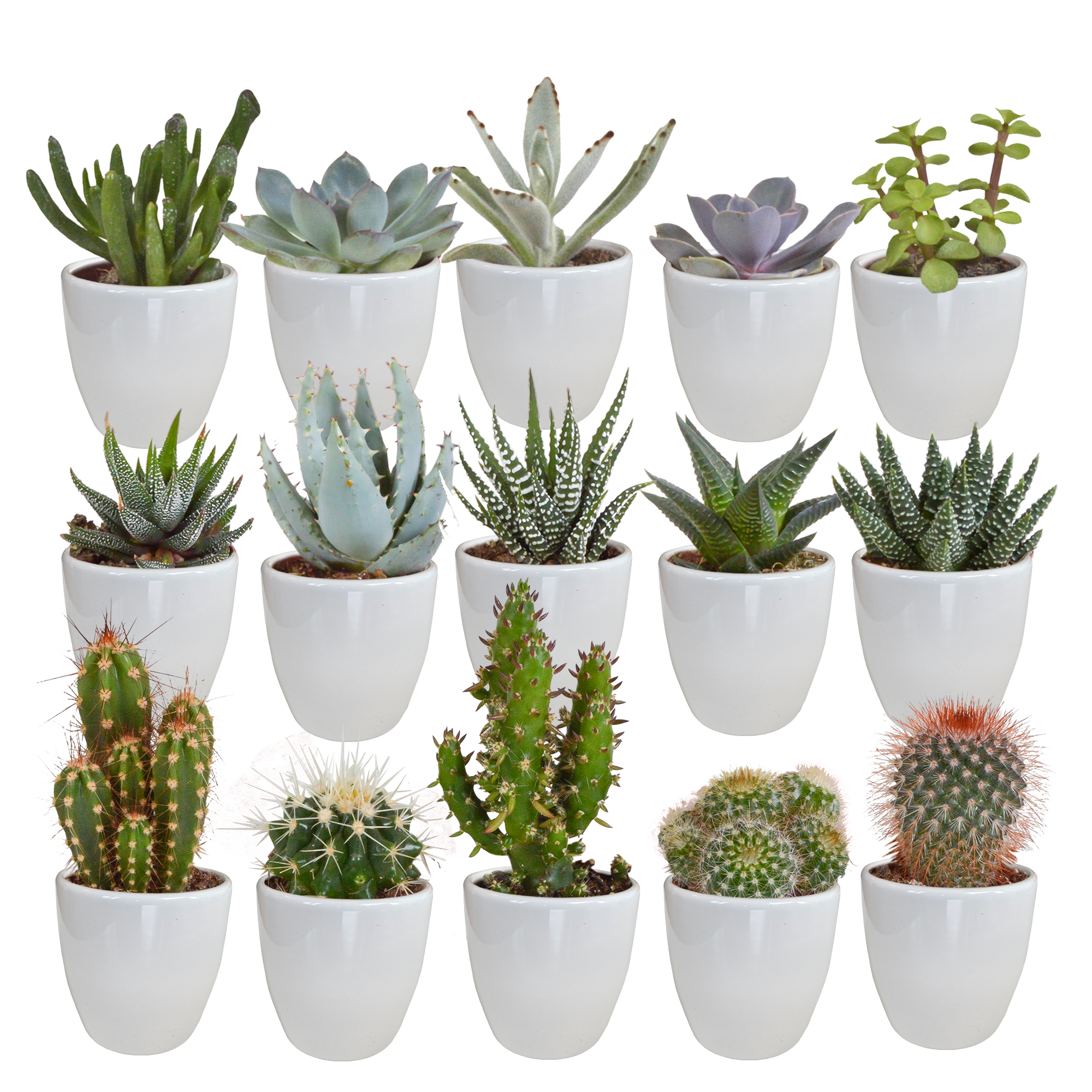 Cactus en vetplanten mix 5.5 cm | 15 stuks en pot. Plante verte type Cactus en vetplanten mix 5.5 cm | 15 stuks, livrée en pot, idéale pour intérieur lumineux.