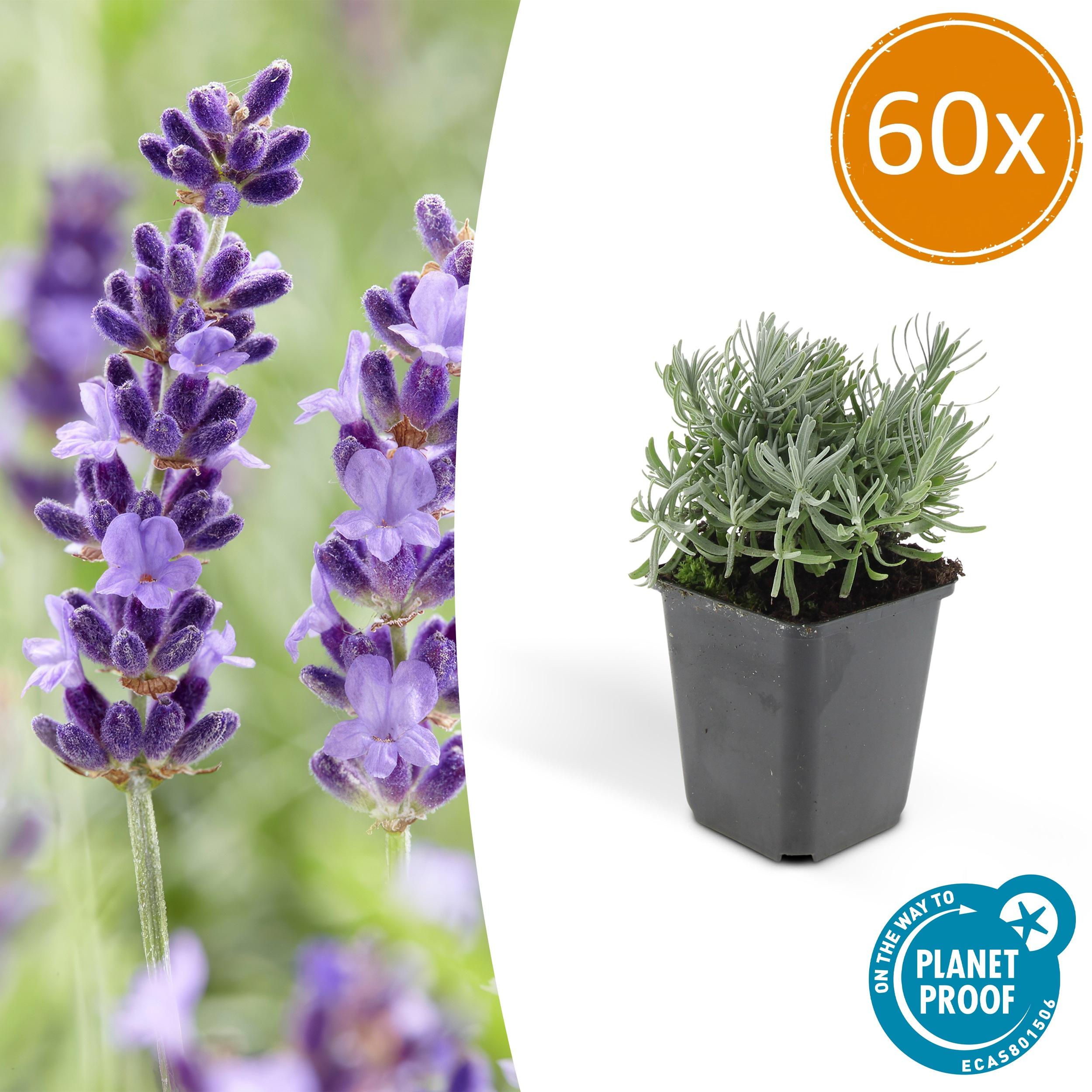 60x Lavandula 'Hidcote' en pot Ø9cm  Hauteur 10cm. Plante verte type 60x Lavandula 'Hidcote', livrée en pot, idéale pour intérieur lumineux.