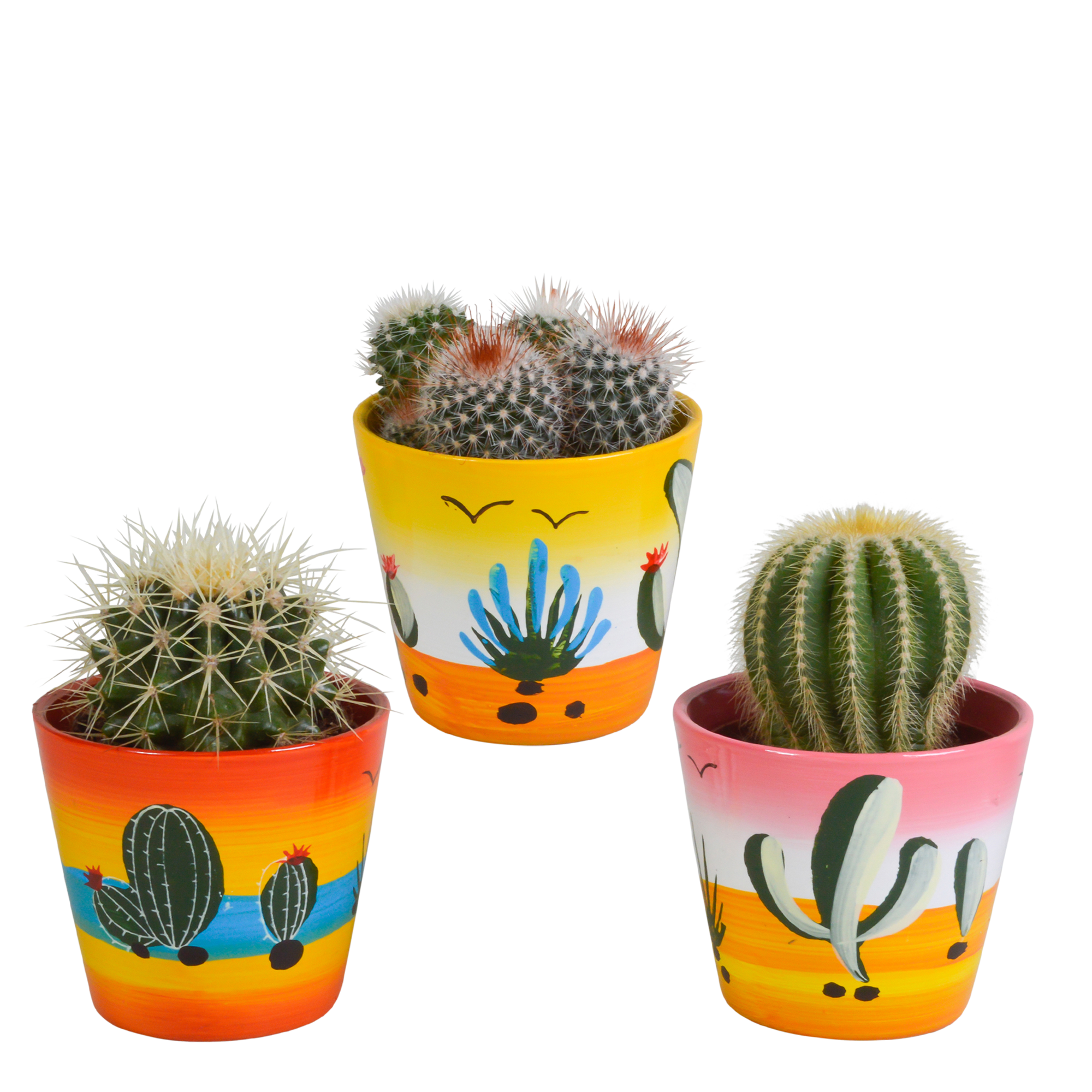 Bolcactus mix 8,5 cm | 3 stuks en pot. Plante verte type Bolcactus mix 8,5 cm | 3 stuks, livrée en pot, idéale pour intérieur lumineux.