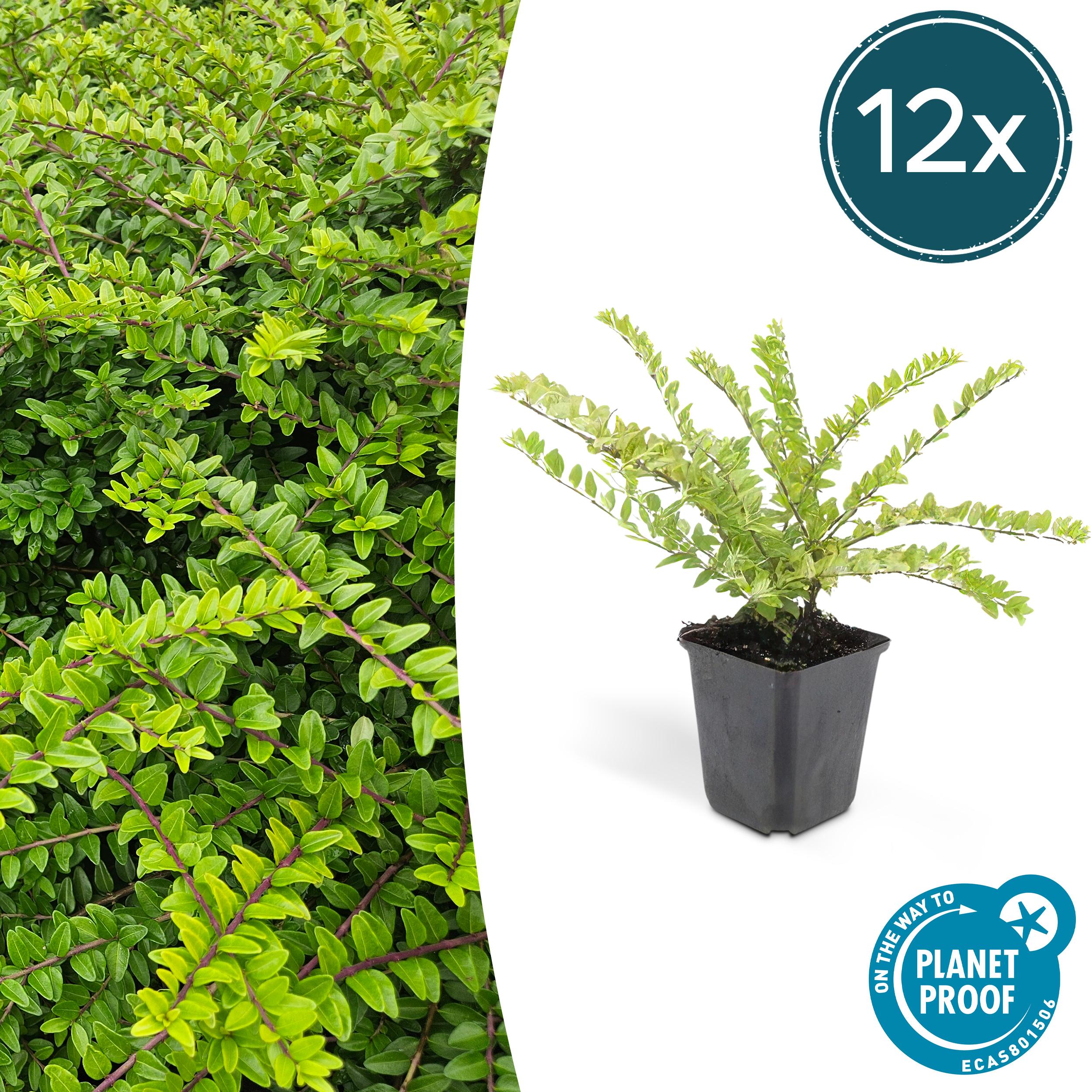 12x Lonicera nit. 'Maigrün' en pot Ø9cm  Hauteur 10cm. Plante verte type 12x Lonicera nit. 'Maigrün', livrée en pot, idéale pour intérieur lumineux.