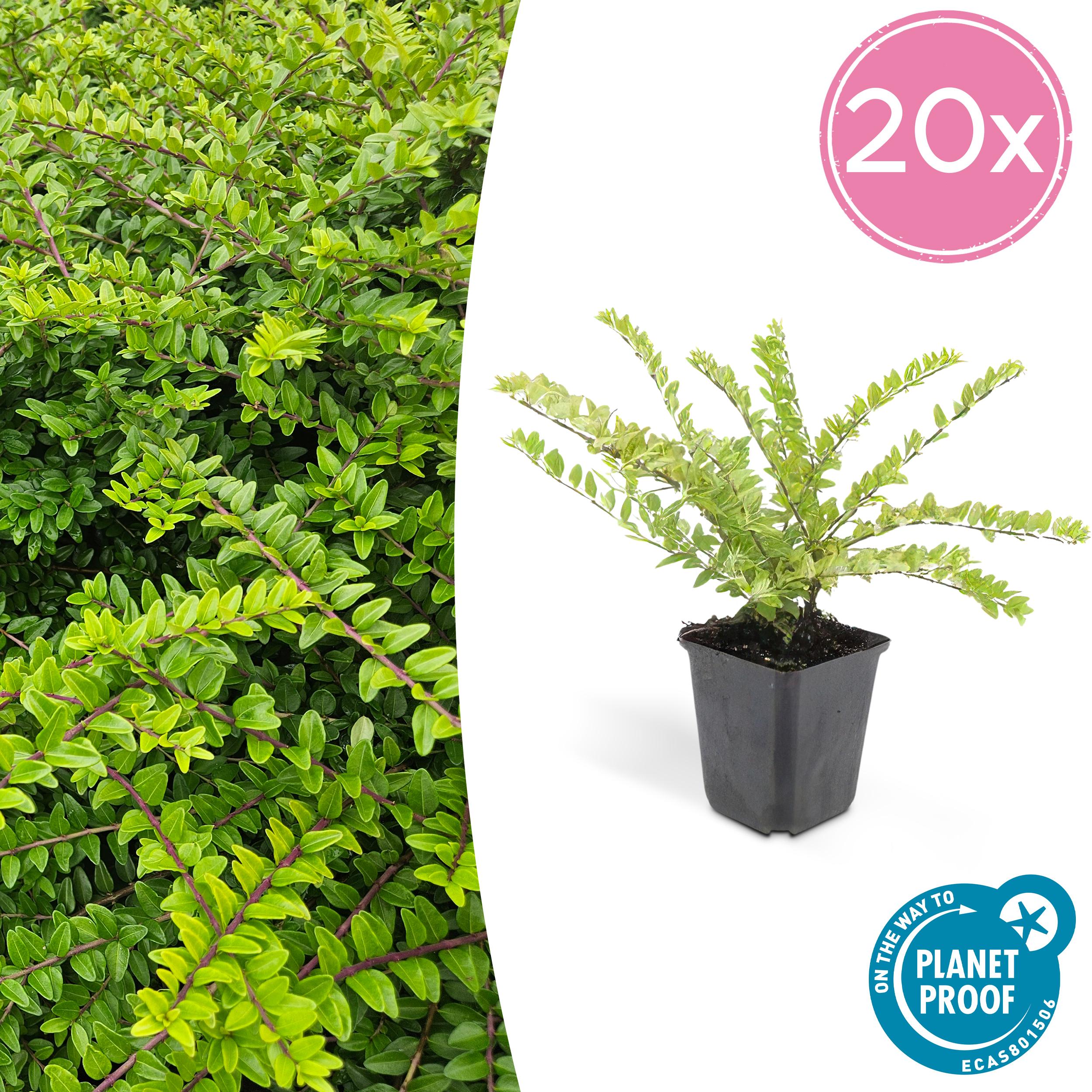 20x Lonicera nit. 'Maigrün' en pot Ø9cm  Hauteur 10cm. Plante verte type 20x Lonicera nit. 'Maigrün', livrée en pot, idéale pour intérieur lumineux.
