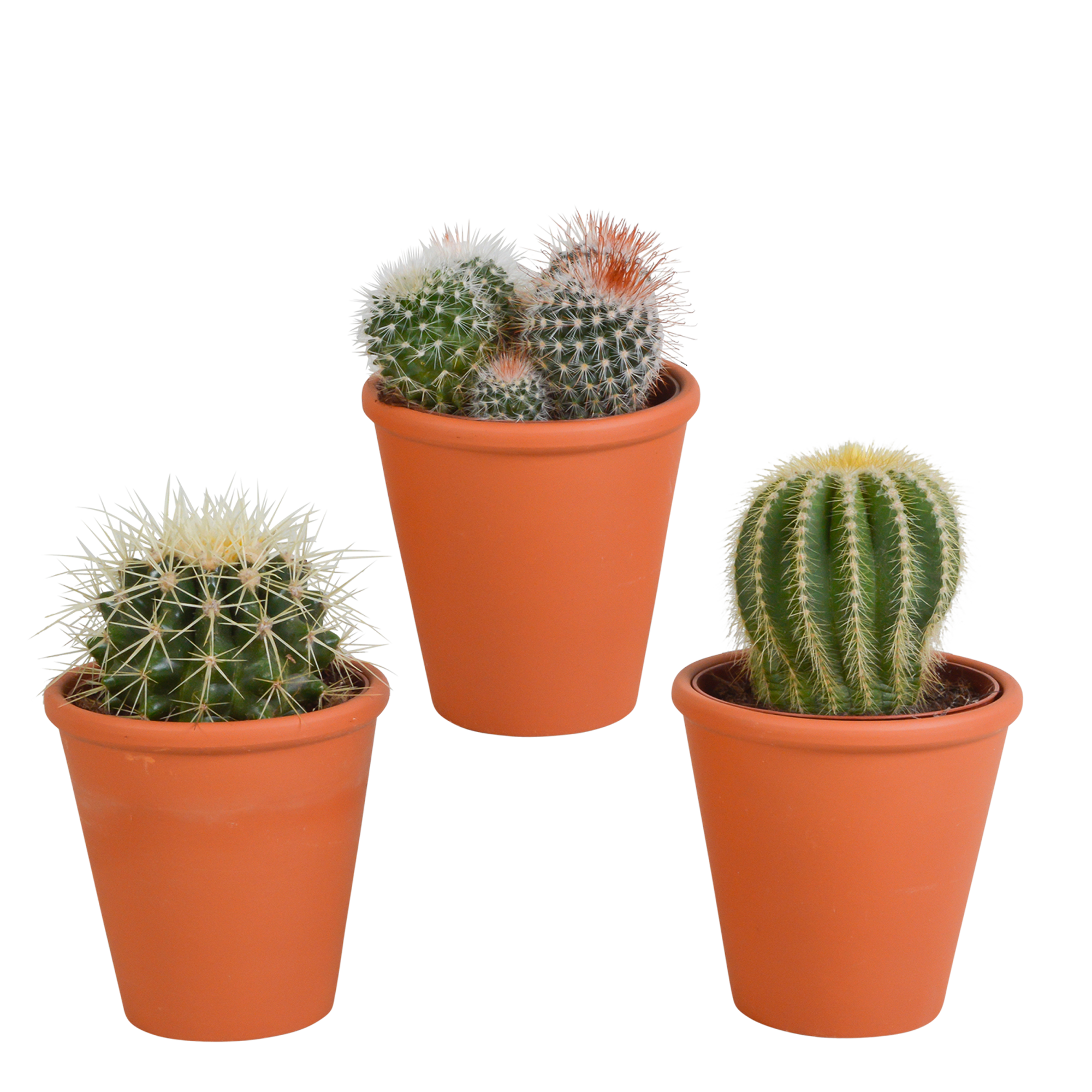 Bolcactus mix 8,5 cm | 3 stuks en pot. Plante verte type Bolcactus mix 8,5 cm | 3 stuks, livrée en pot, idéale pour intérieur lumineux.