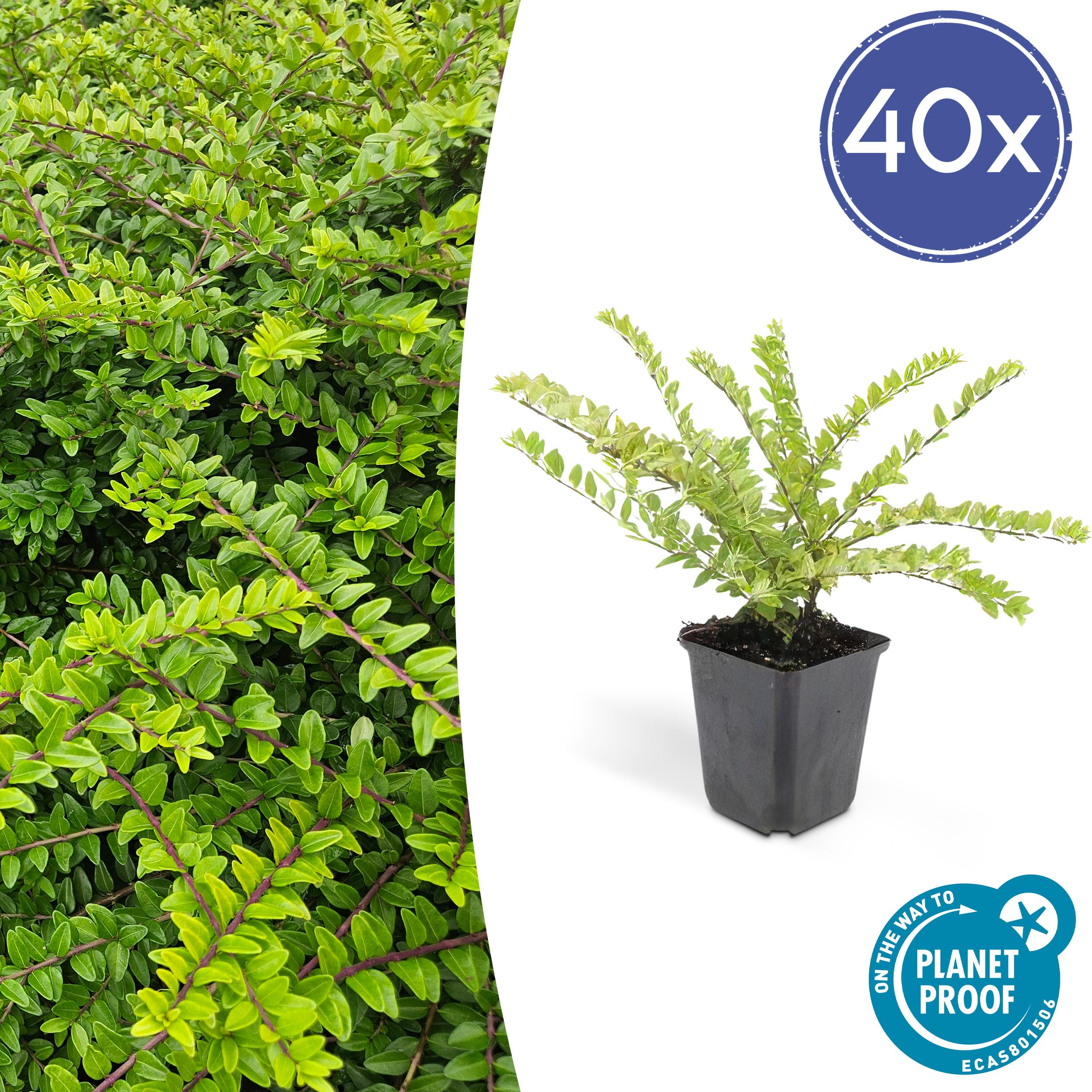 40x Lonicera nit. 'Maigrün' en pot Ø9cm  Hauteur 10cm. Plante verte type 40x Lonicera nit. 'Maigrün', livrée en pot, idéale pour intérieur lumineux.