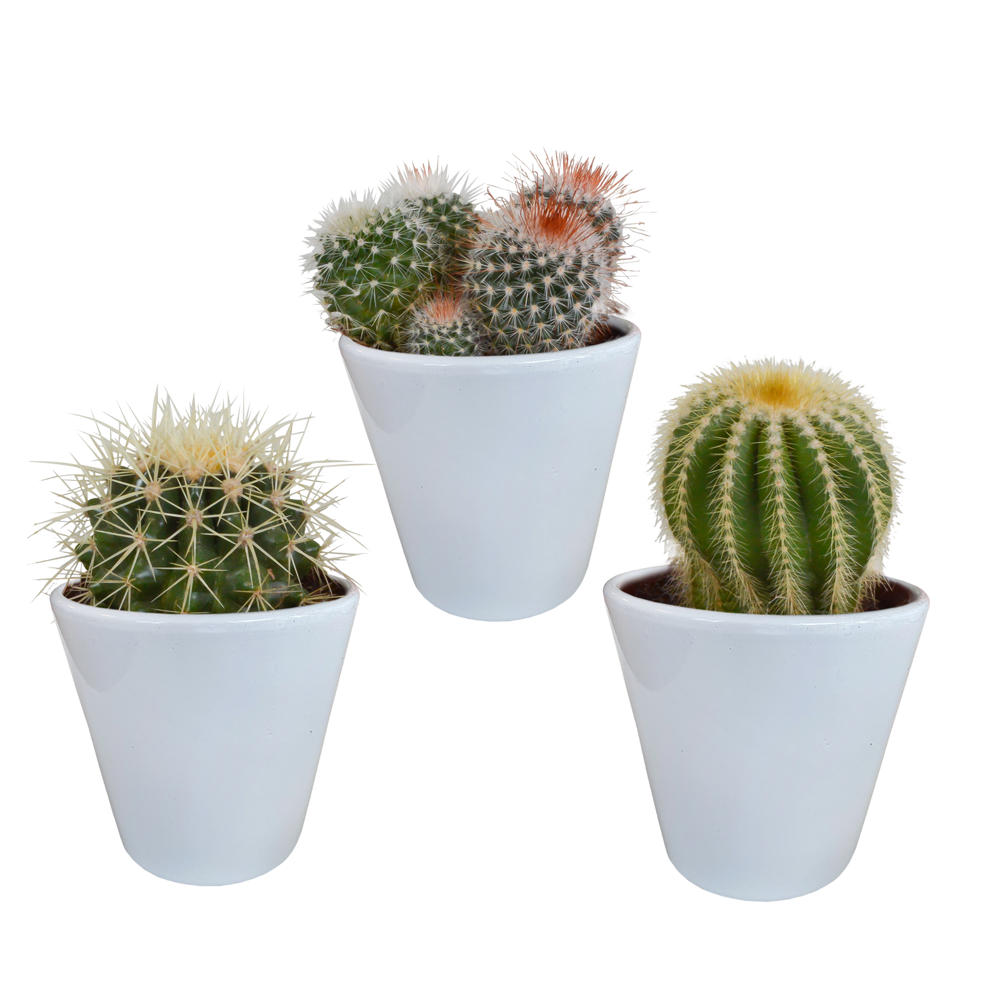 Bolcactus mix 8,5 cm | 3 stuks en pot. Plante verte type Bolcactus mix 8,5 cm | 3 stuks, livrée en pot, idéale pour intérieur lumineux.