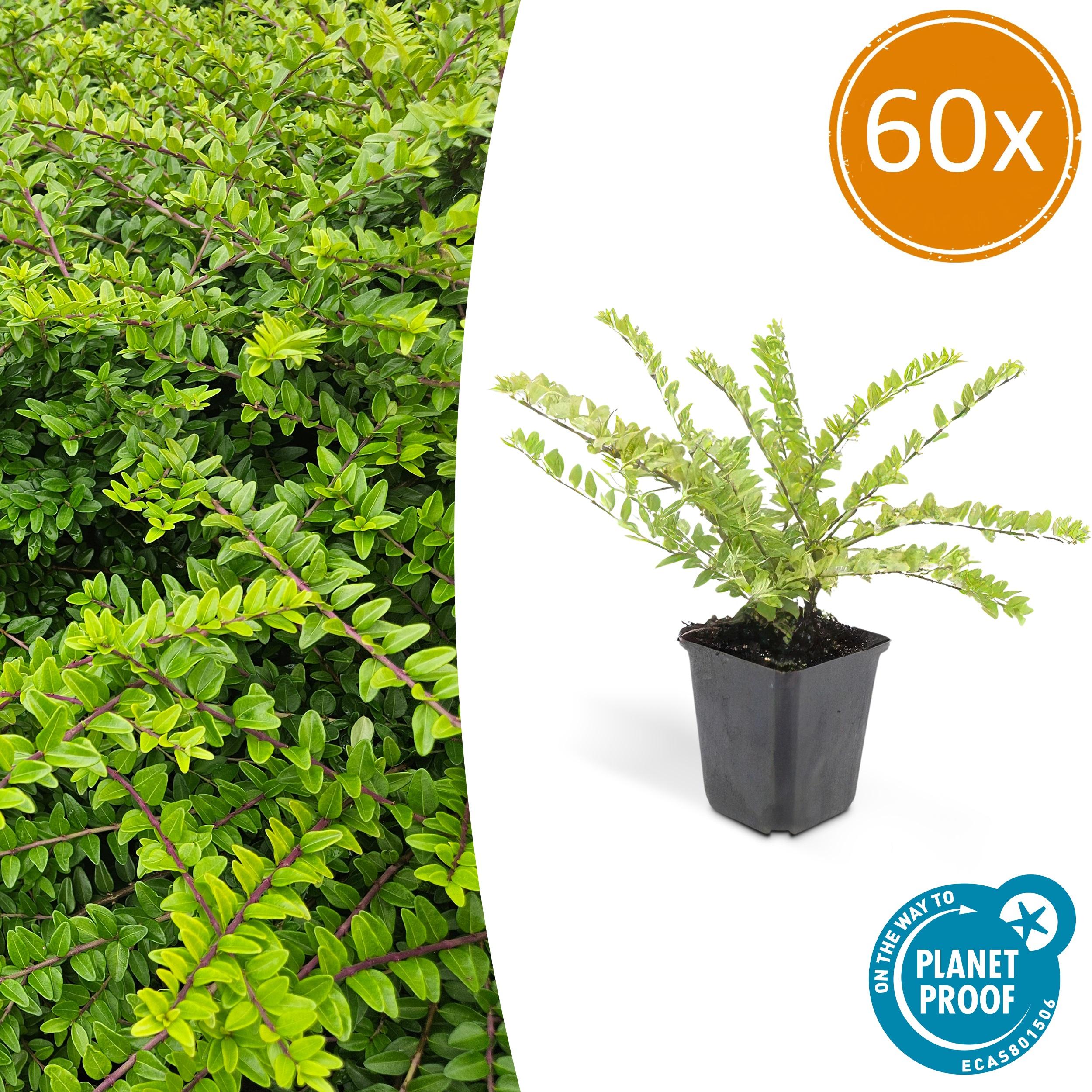 60x Lonicera nit. 'Maigrün' en pot Ø9cm  Hauteur 10cm. Plante verte type 60x Lonicera nit. 'Maigrün', livrée en pot, idéale pour intérieur lumineux.