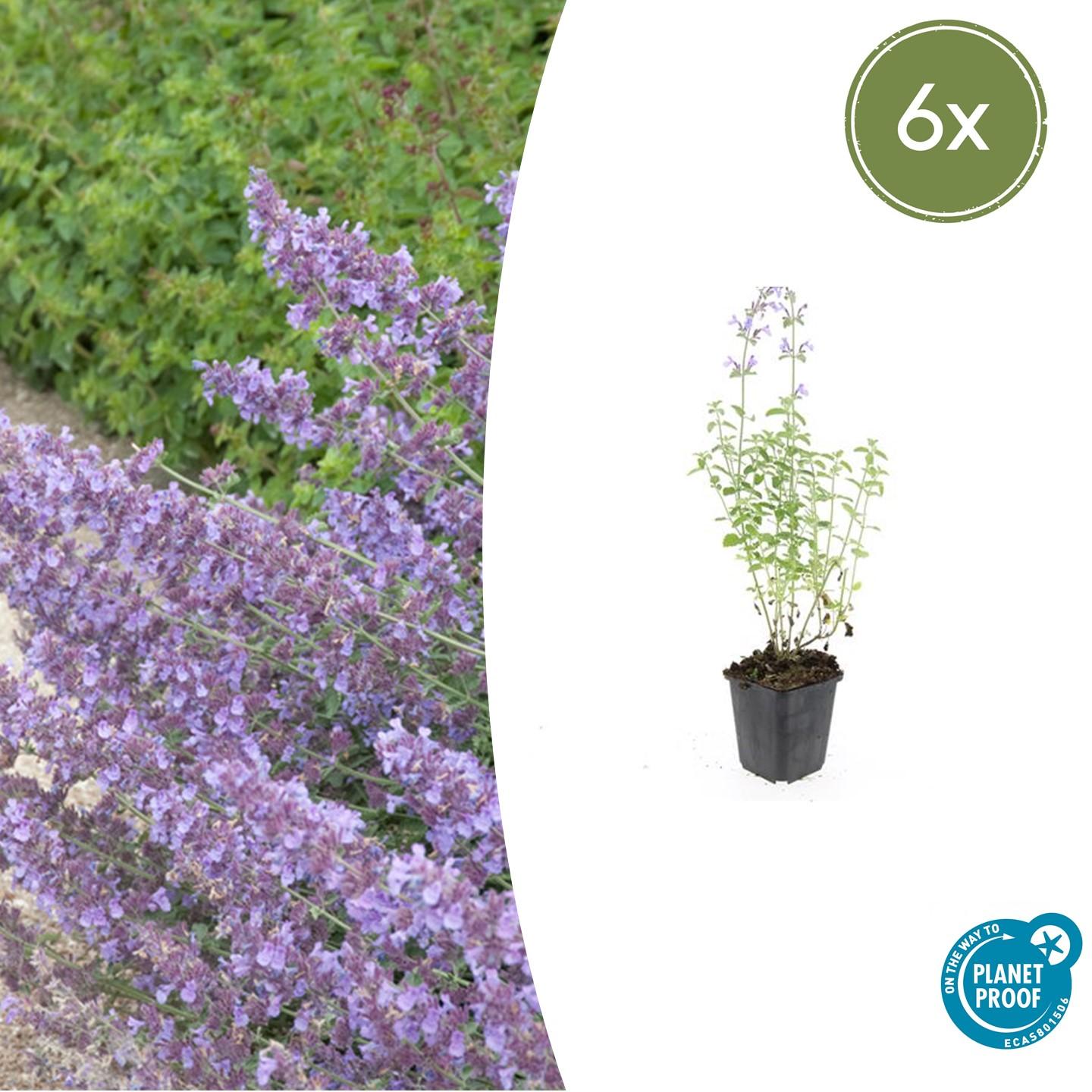 6x Nepeta 'Walker's Low' en pot Ø9cm  Hauteur 10cm. Plante verte type 6x Nepeta 'Walker's Low', livrée en pot, idéale pour intérieur lumineux.