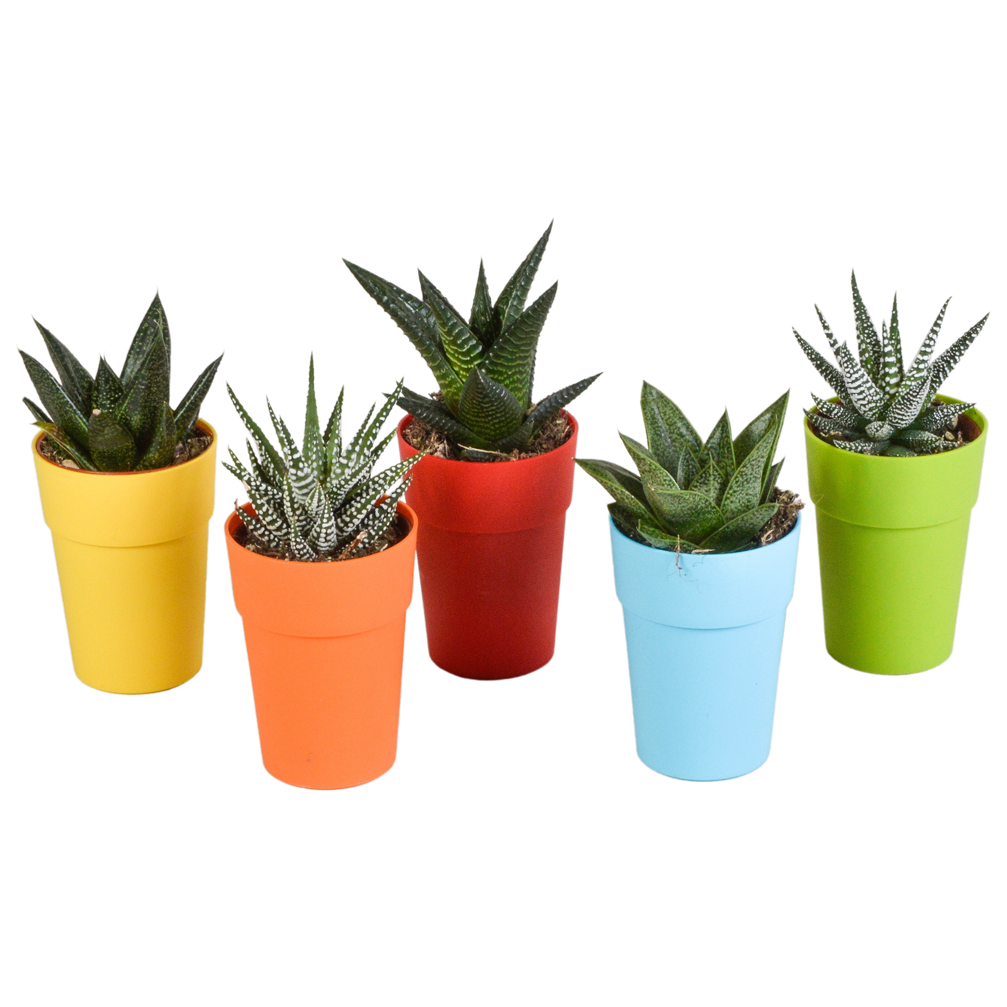 Gasteria/Haworthia mix 5,5cm en pot. Plante verte type Gasteria/Haworthia mix 5,5cm, livrée en pot, idéale pour intérieur lumineux.