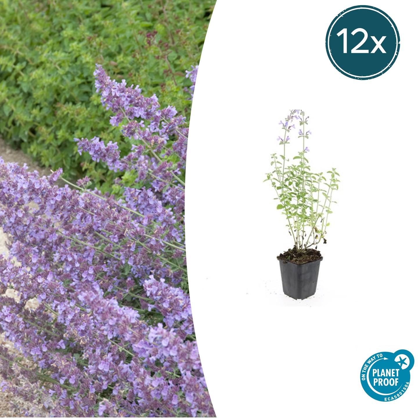 12x Nepeta 'Walker's Low' en pot Ø9cm  Hauteur 10cm. Plante verte type 12x Nepeta 'Walker's Low', livrée en pot, idéale pour intérieur lumineux.