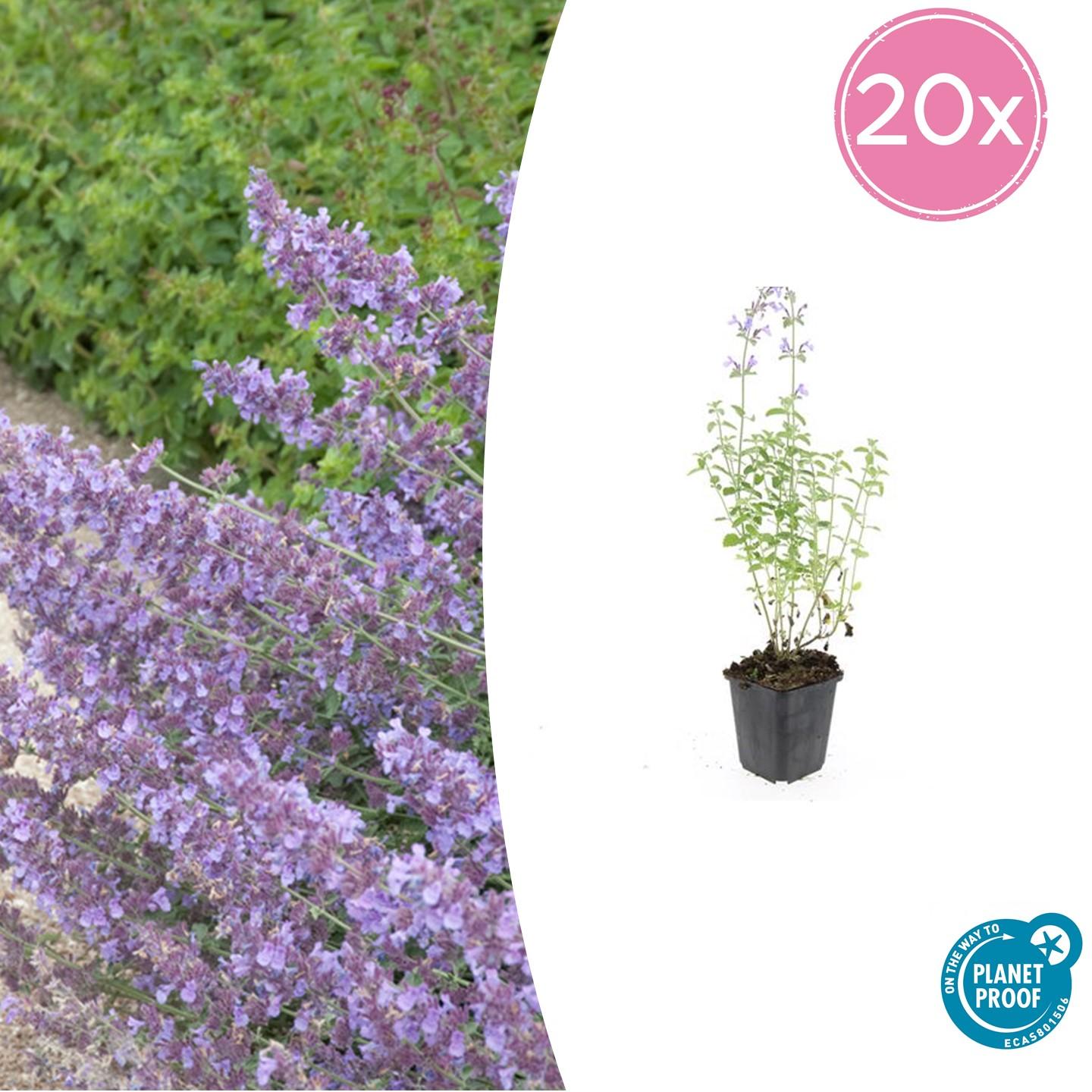 20x Nepeta 'Walker's Low' en pot Ø9cm  Hauteur 10cm. Plante verte type 20x Nepeta 'Walker's Low', livrée en pot, idéale pour intérieur lumineux.
