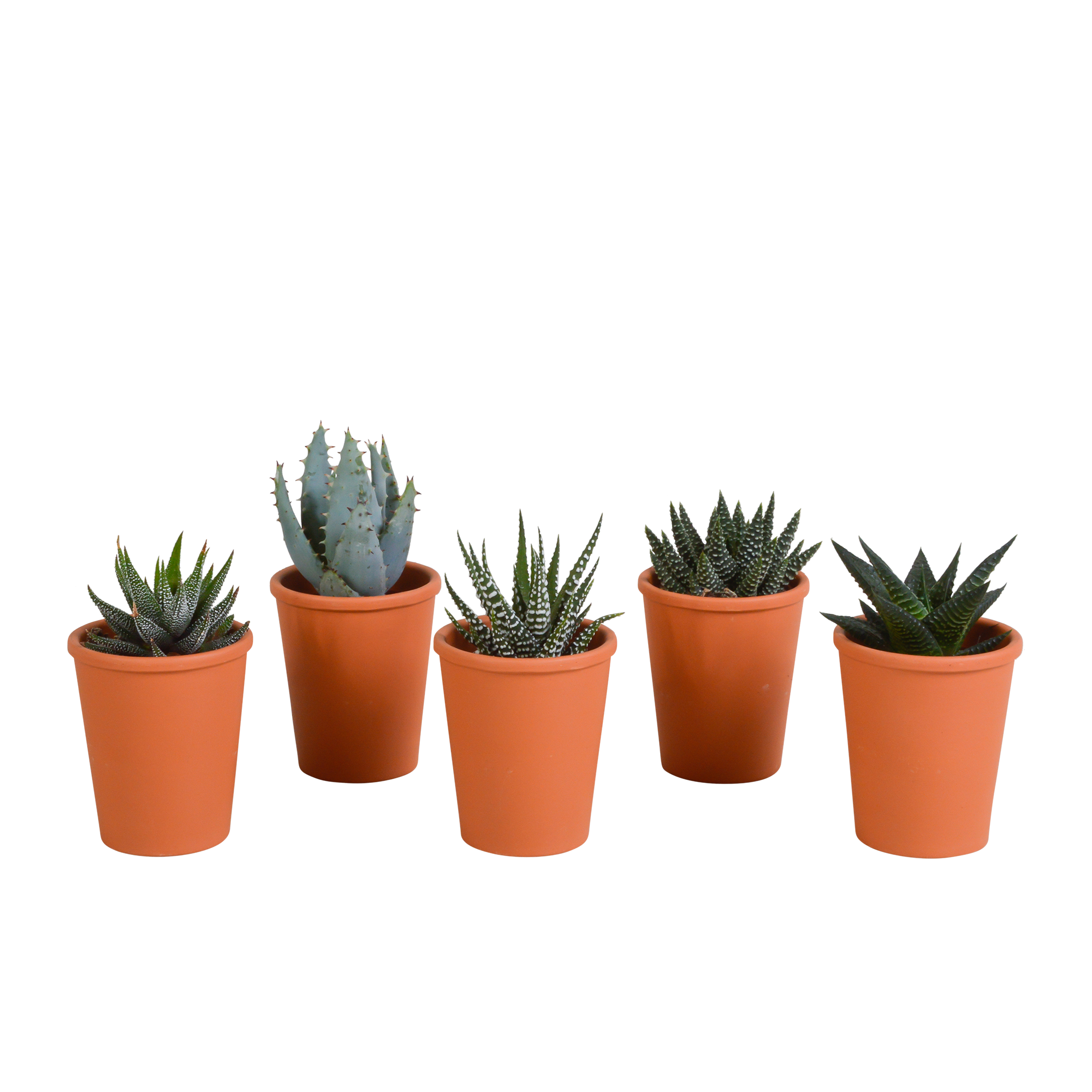 Gasteria/Haworthia mix 5,5cm en pot. Plante verte type Gasteria/Haworthia mix 5,5cm, livrée en pot, idéale pour intérieur lumineux.