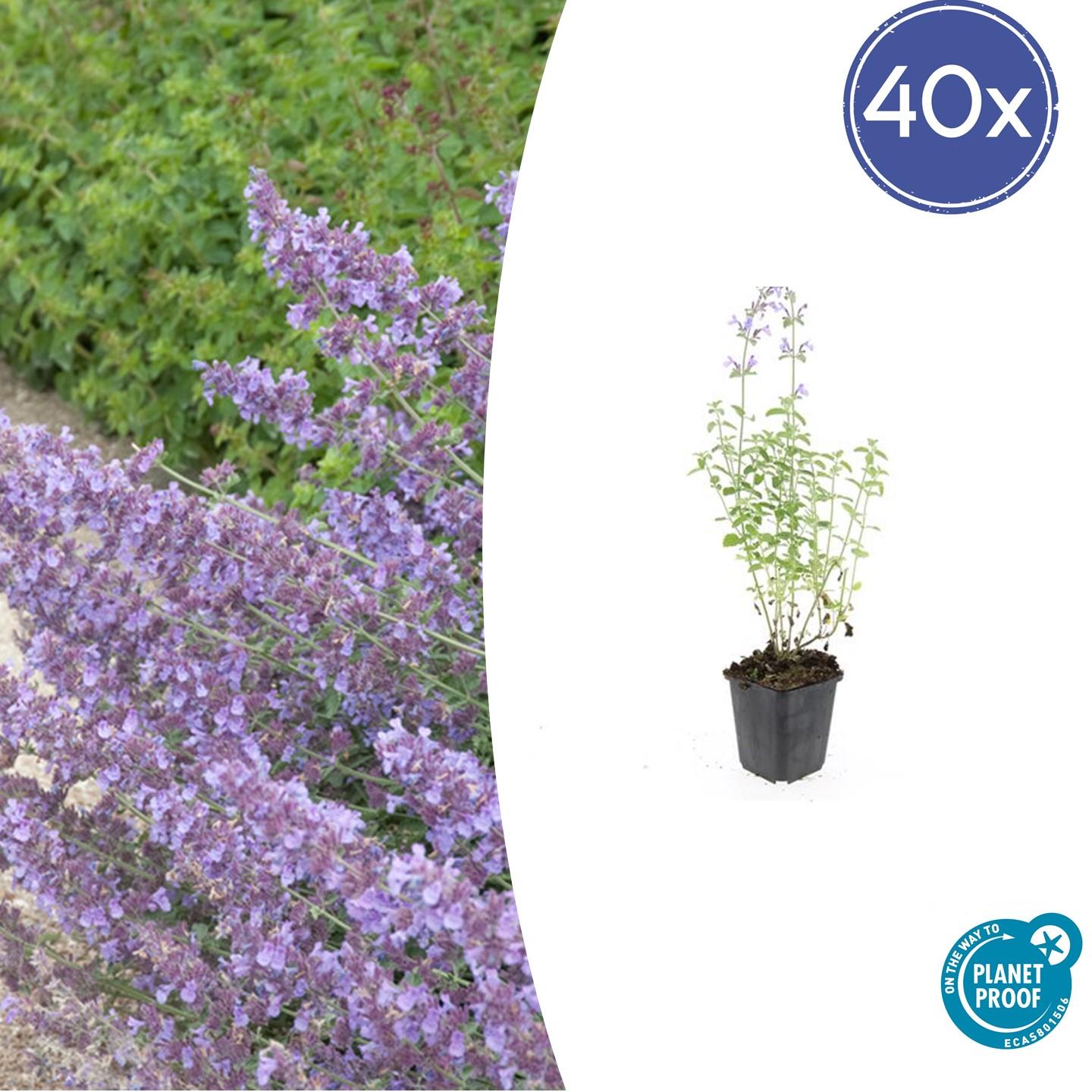 40x Nepeta 'Walker's Low' en pot Ø9cm  Hauteur 10cm. Plante verte type 40x Nepeta 'Walker's Low', livrée en pot, idéale pour intérieur lumineux.