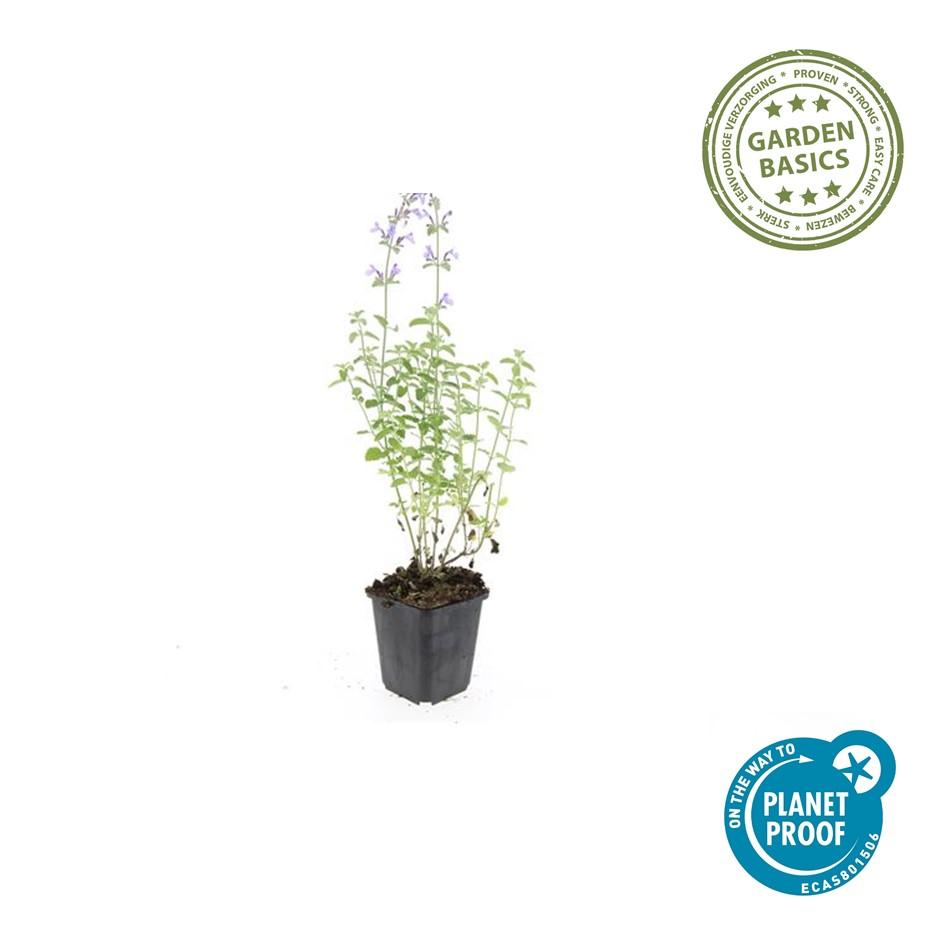 40x Nepeta 'Walker's Low' en pot Ø9cm  Hauteur 10cm. Plante verte type 40x Nepeta 'Walker's Low', livrée en pot, idéale pour intérieur lumineux. – Image 2