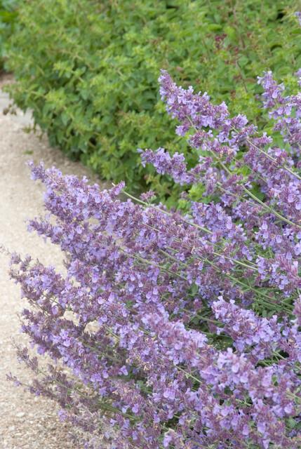 40x Nepeta 'Walker's Low' en pot Ø9cm  Hauteur 10cm. Plante verte type 40x Nepeta 'Walker's Low', livrée en pot, idéale pour intérieur lumineux. – Image 3