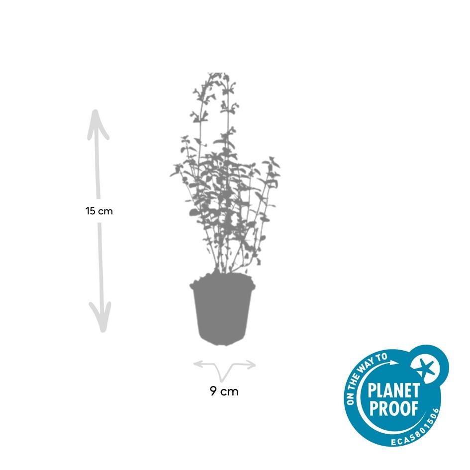 40x Nepeta 'Walker's Low' en pot Ø9cm  Hauteur 10cm. Plante verte type 40x Nepeta 'Walker's Low', livrée en pot, idéale pour intérieur lumineux. – Image 4