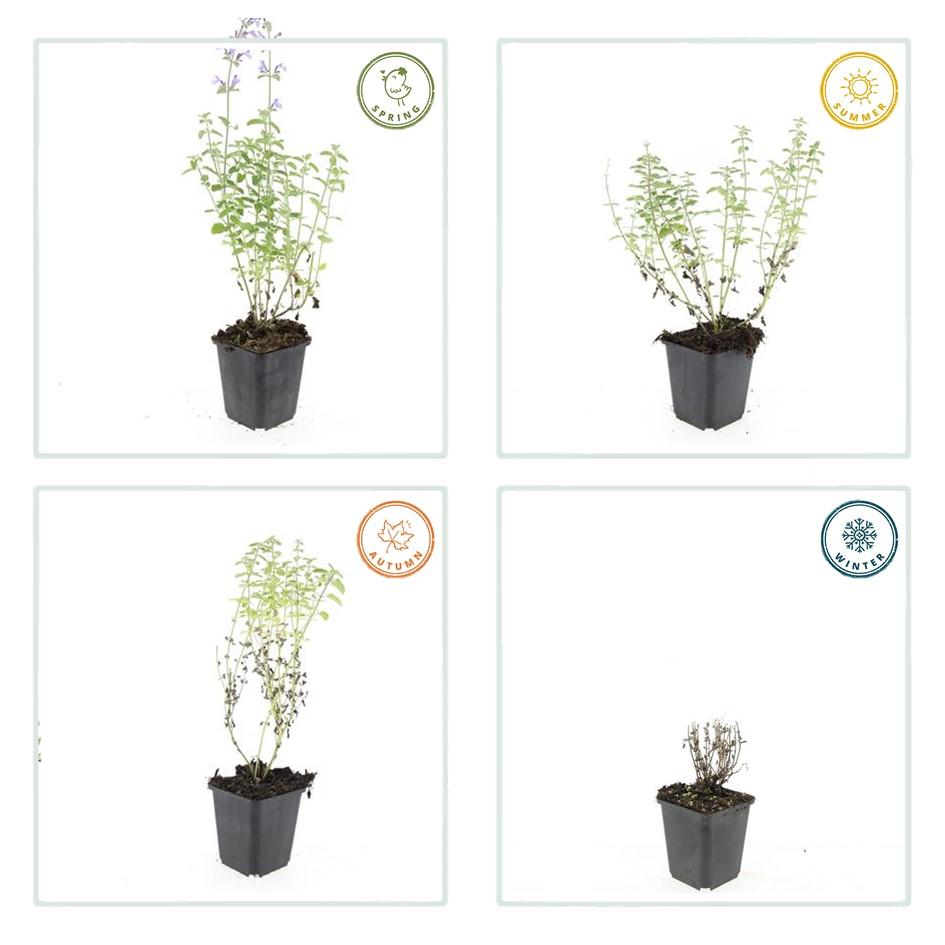 40x Nepeta 'Walker's Low' en pot Ø9cm  Hauteur 10cm. Plante verte type 40x Nepeta 'Walker's Low', livrée en pot, idéale pour intérieur lumineux. – Image 5