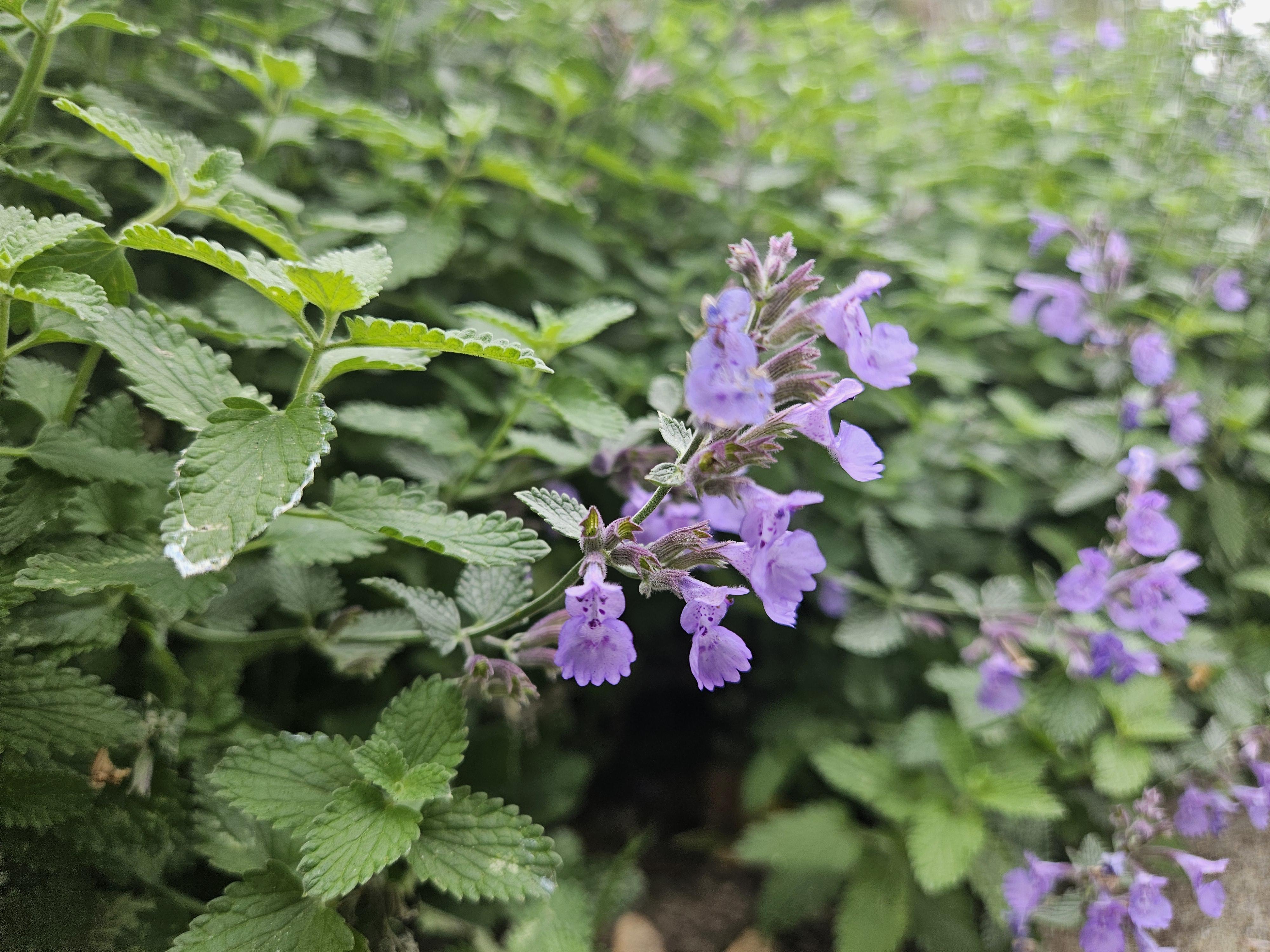 40x Nepeta 'Walker's Low' en pot Ø9cm  Hauteur 10cm. Plante verte type 40x Nepeta 'Walker's Low', livrée en pot, idéale pour intérieur lumineux. – Image 6