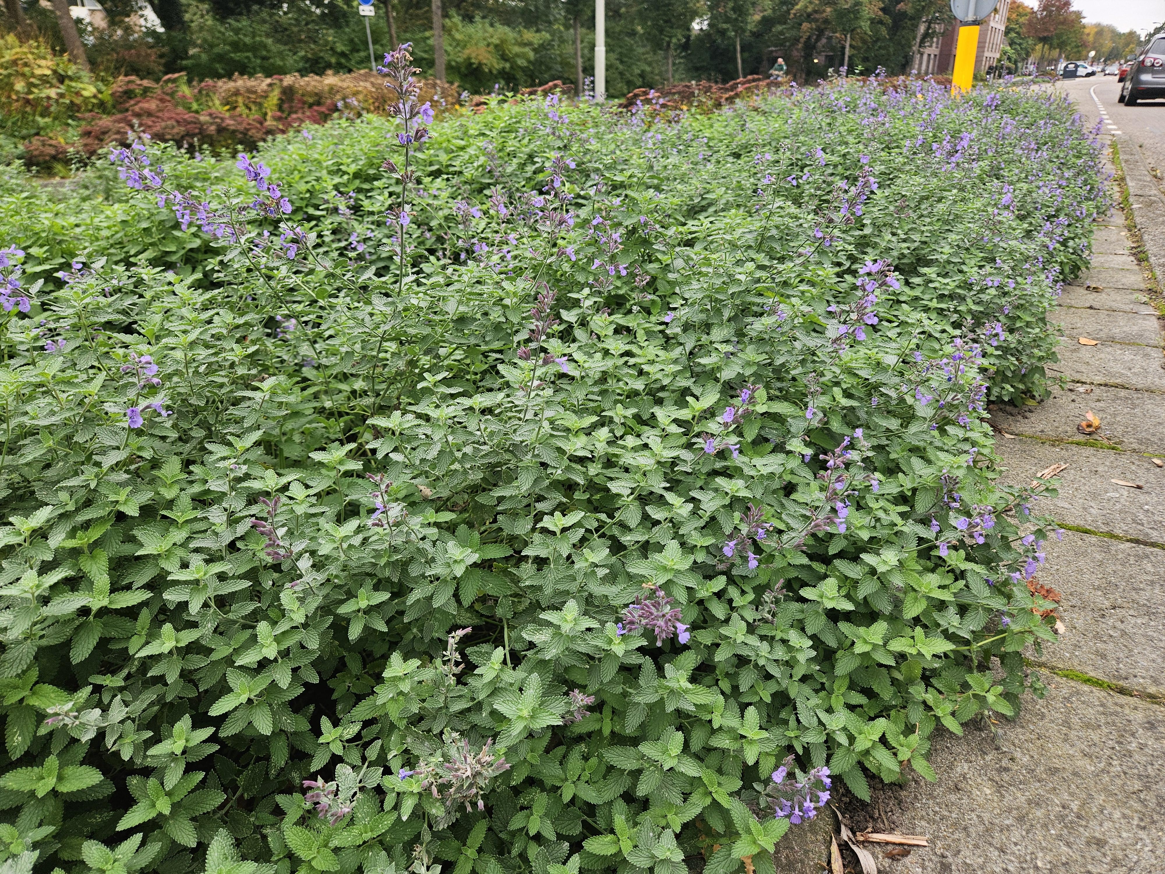 40x Nepeta 'Walker's Low' en pot Ø9cm  Hauteur 10cm. Plante verte type 40x Nepeta 'Walker's Low', livrée en pot, idéale pour intérieur lumineux. – Image 8