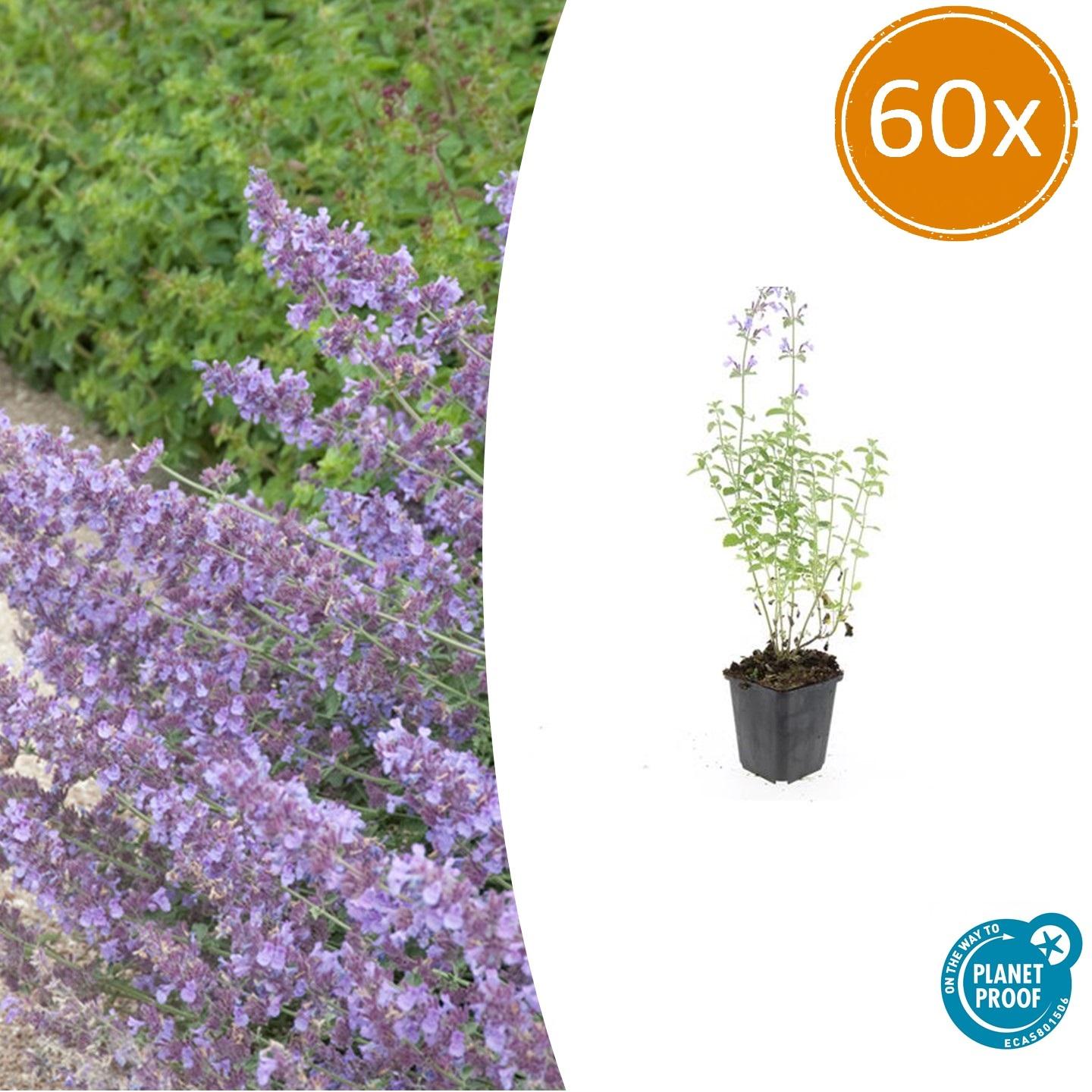 60x Nepeta 'Walker's Low' en pot Ø9cm  Hauteur 10cm. Plante verte type 60x Nepeta 'Walker's Low', livrée en pot, idéale pour intérieur lumineux.