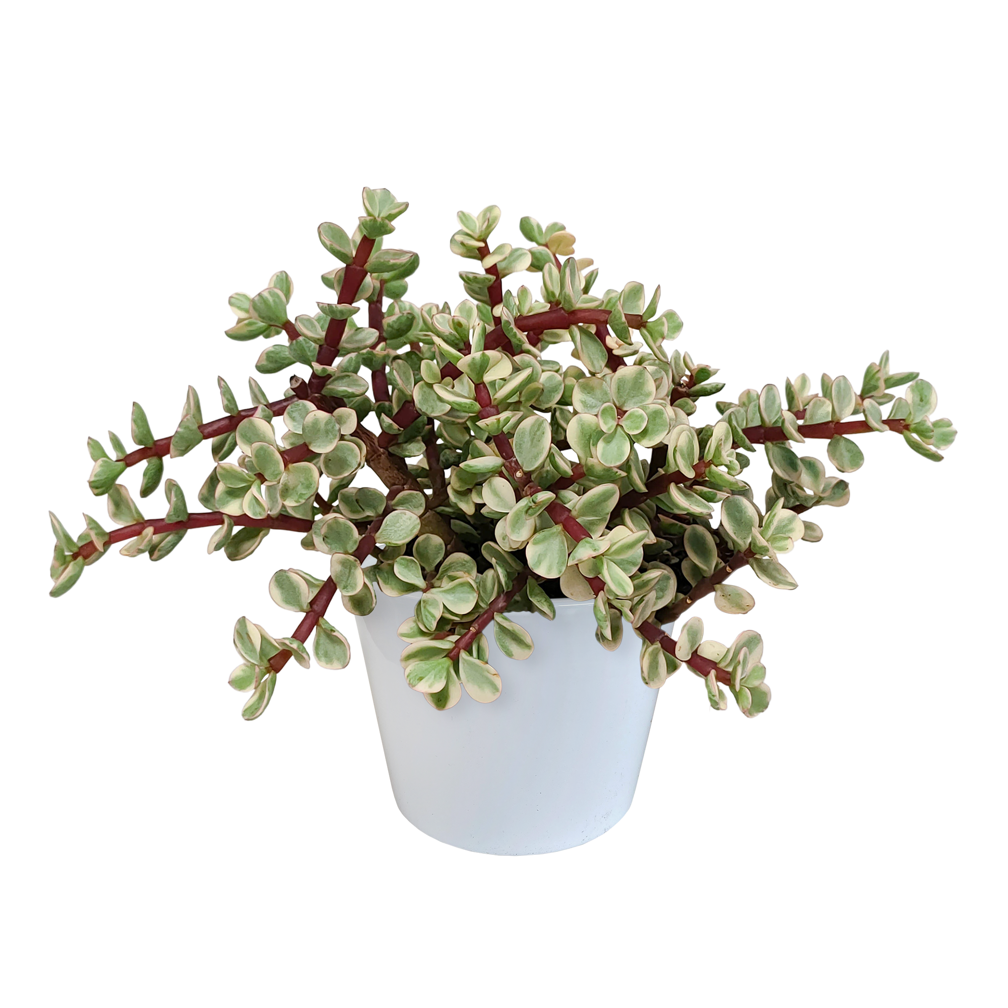 Portulacaria afra Variegata 10,5cm en pot. Plante verte type Portulacaria afra Variegata 10,5cm, livrée en pot, idéale pour intérieur lumineux.