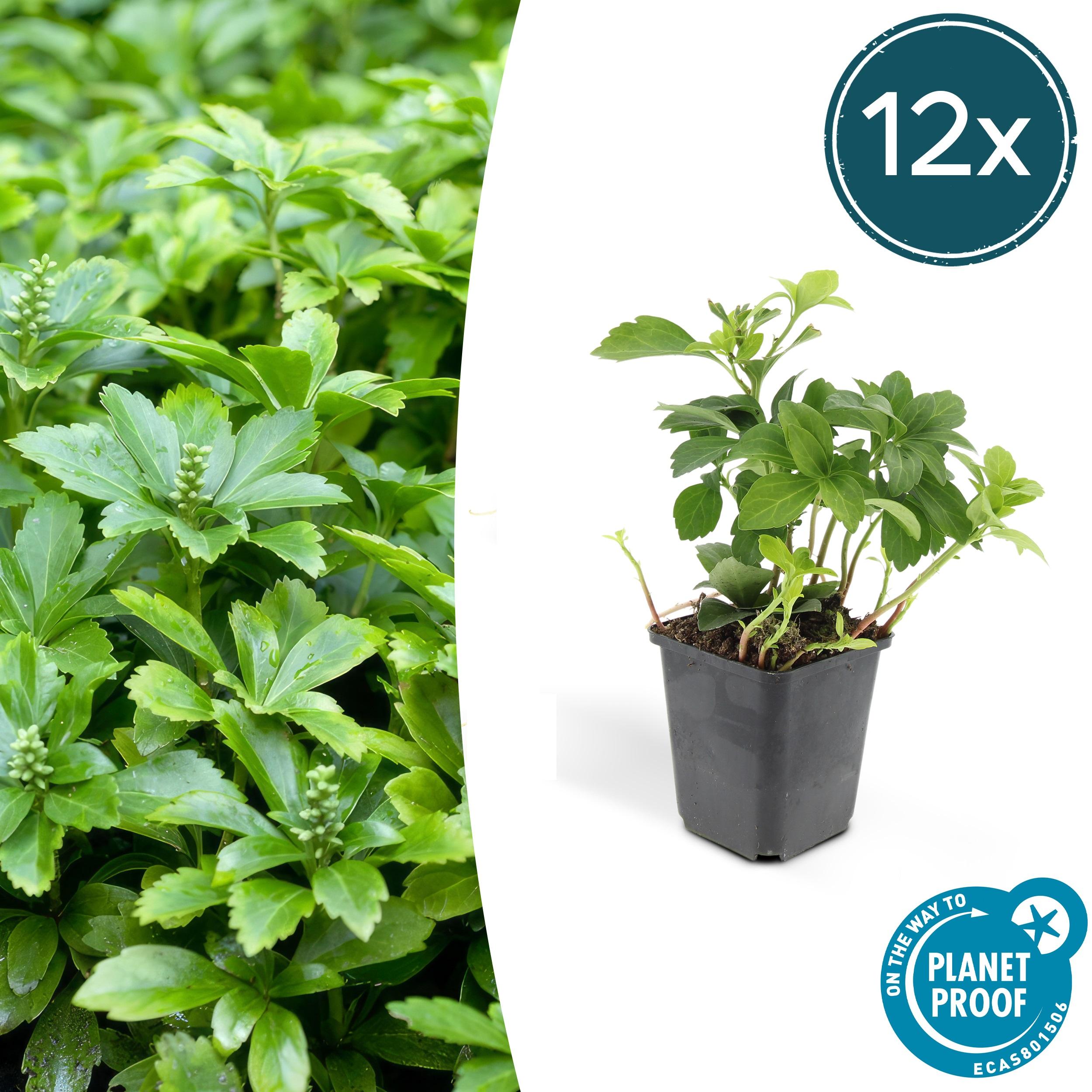 12x Pachysandra term. 'Green Carpet' en pot Ø9cm  Hauteur 10cm. Plante verte type 12x Pachysandra term. 'Green Carpet', livrée en pot, idéale pour intérieur lumineux.