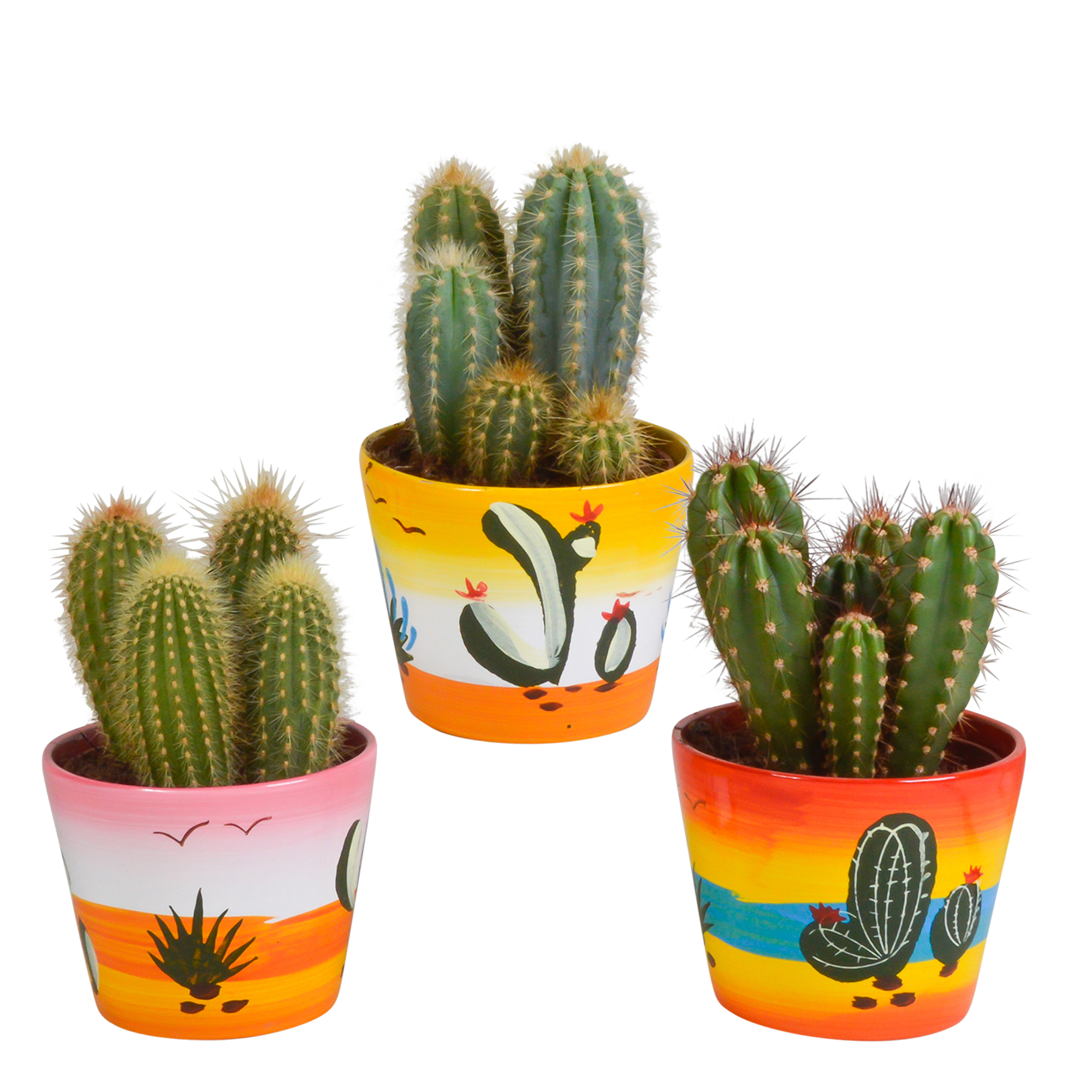 Cereus mix 10,5cm en pot. Plante verte type Cereus mix 10,5cm, livrée en pot, idéale pour intérieur lumineux.