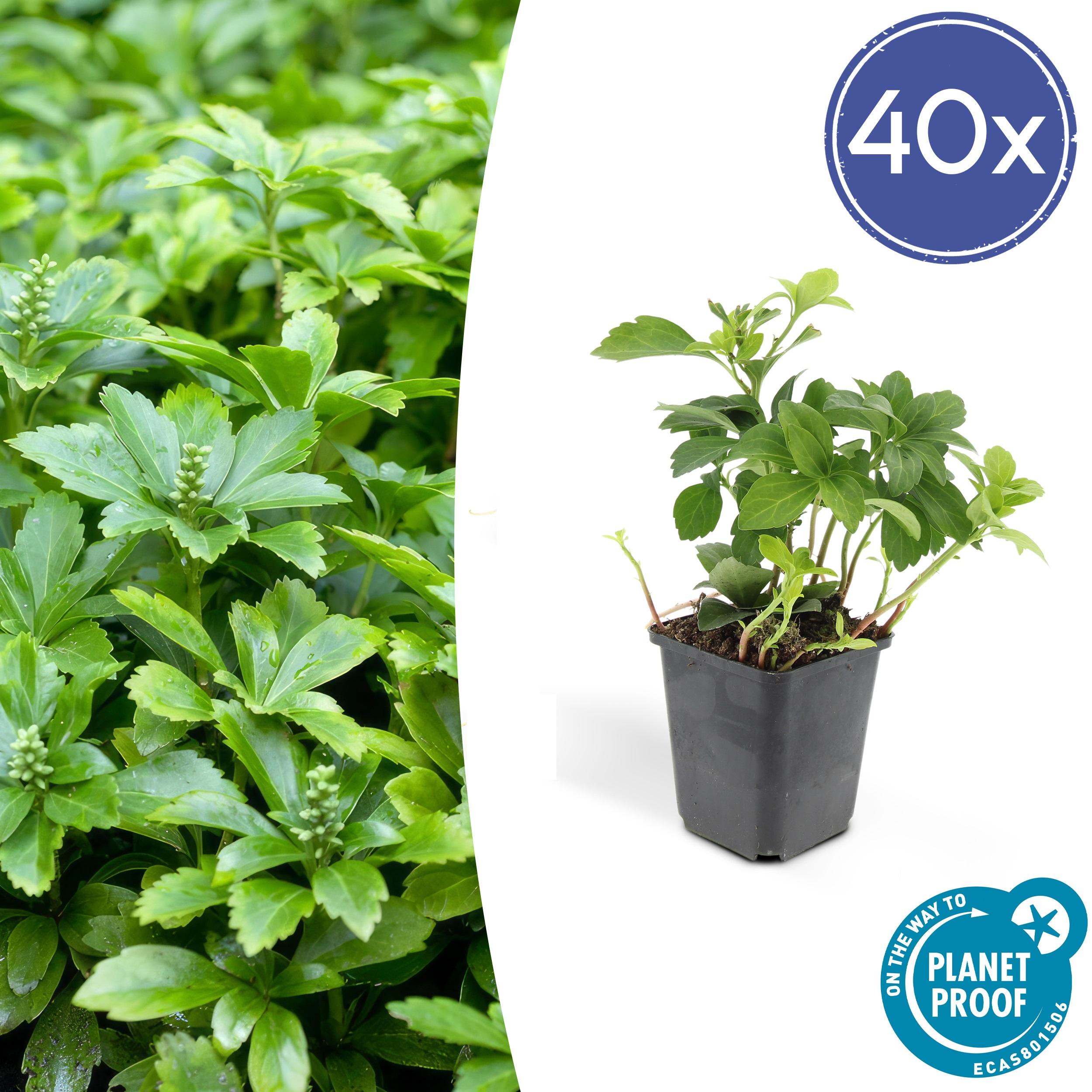 40x Pachysandra term. 'Green Carpet' en pot Ø9cm  Hauteur 10cm. Plante verte type 40x Pachysandra term. 'Green Carpet', livrée en pot, idéale pour intérieur lumineux.