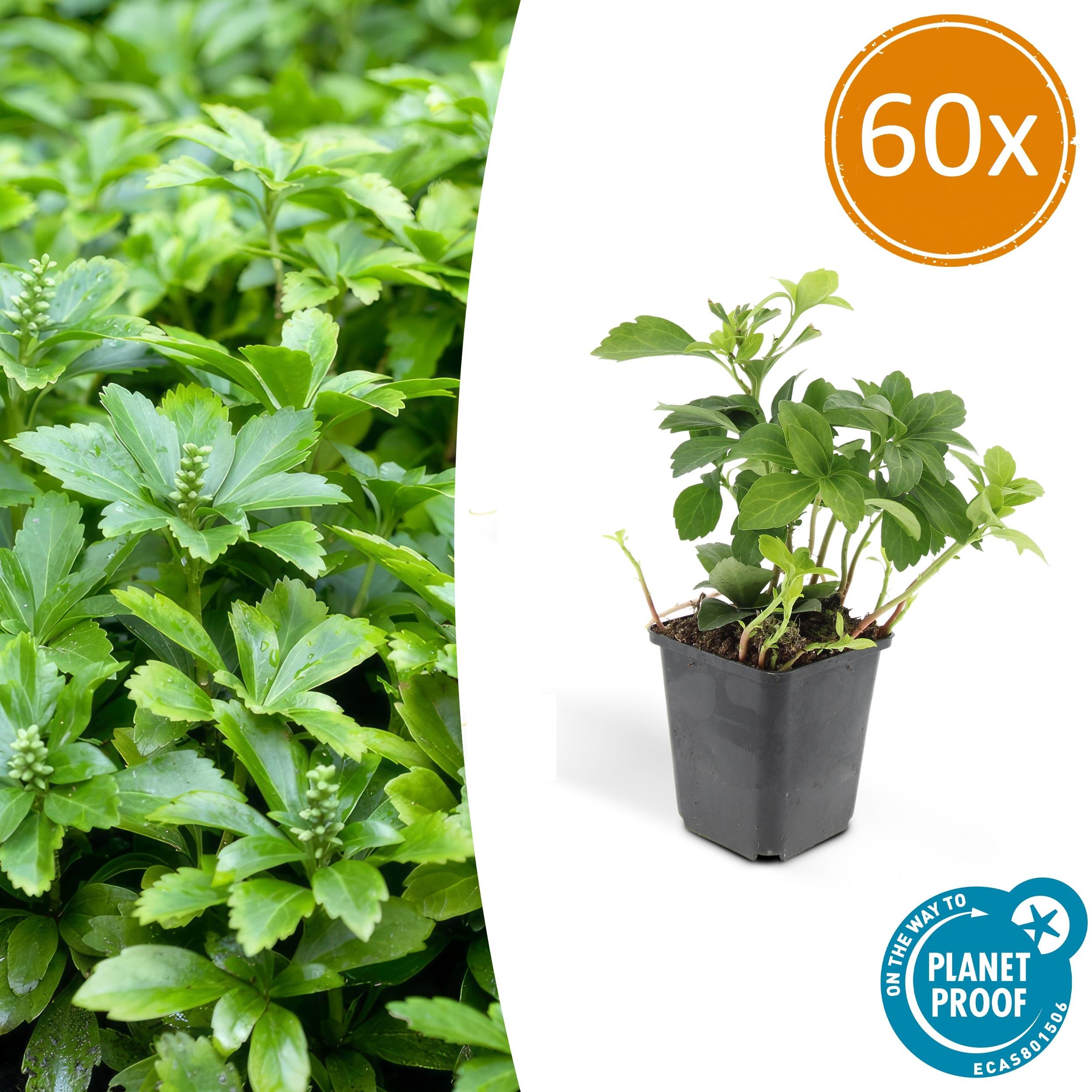 60x Pachysandra term. 'Green Carpet' en pot Ø9cm  Hauteur 10cm. Plante verte type 60x Pachysandra term. 'Green Carpet', livrée en pot, idéale pour intérieur lumineux.