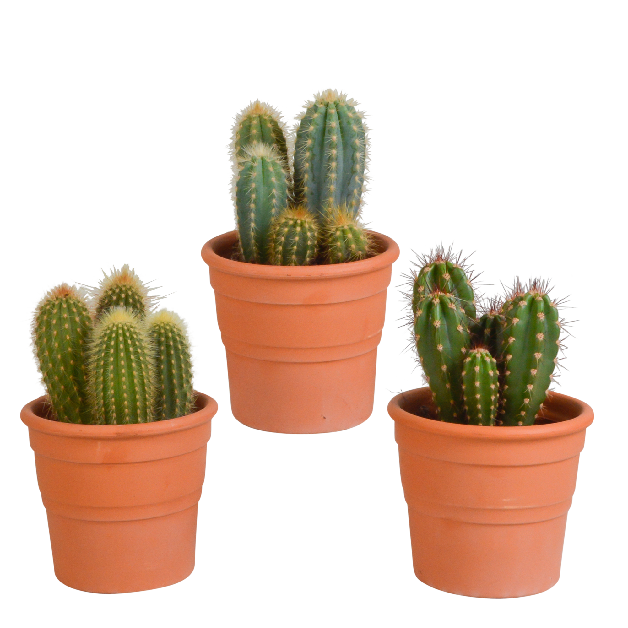 Cereus mix 10,5cm en pot. Plante verte type Cereus mix 10,5cm, livrée en pot, idéale pour intérieur lumineux.