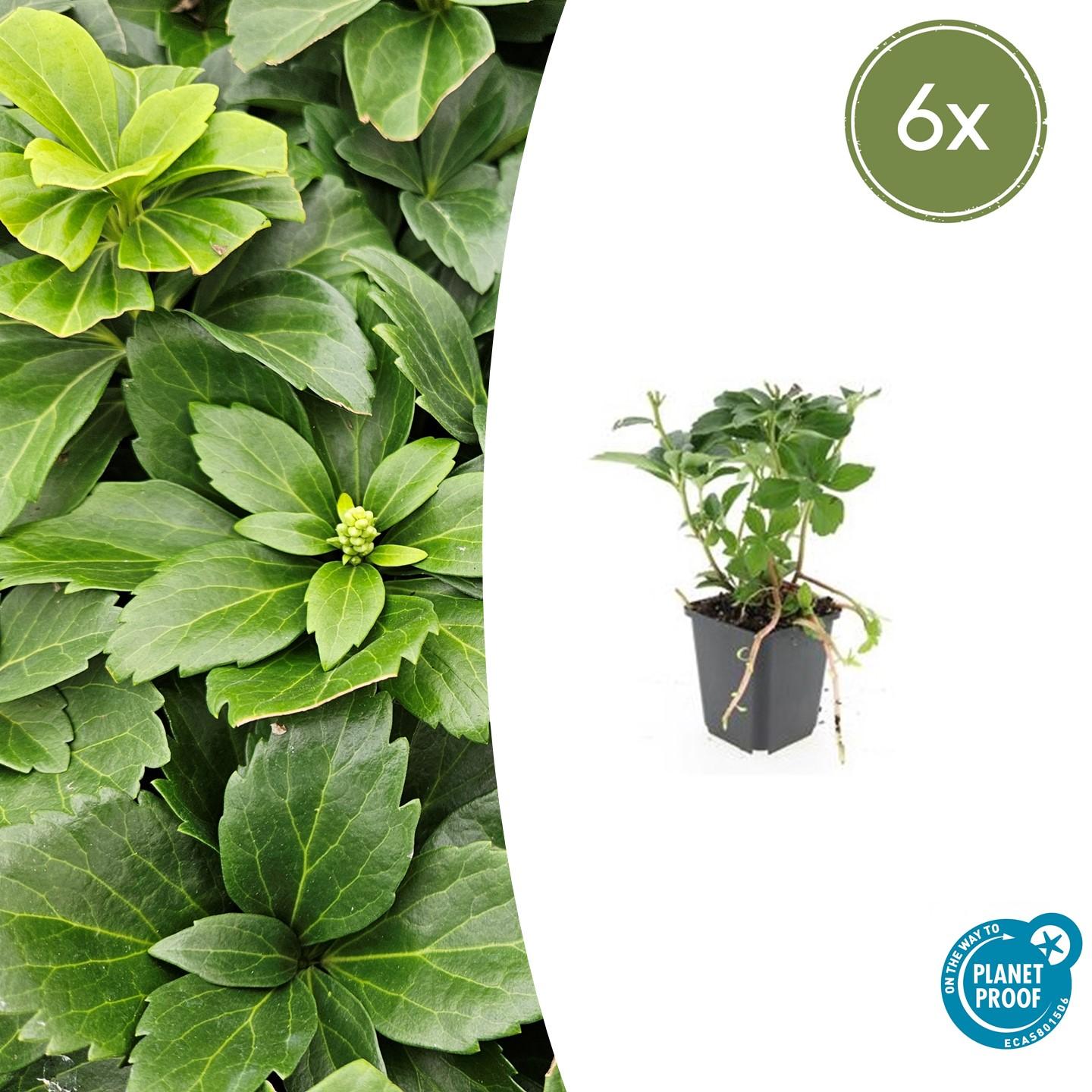 6x Pachysandra terminalis en pot Ø9cm  Hauteur 10cm. Plante verte type 6x Pachysandra terminalis, livrée en pot, idéale pour intérieur lumineux.