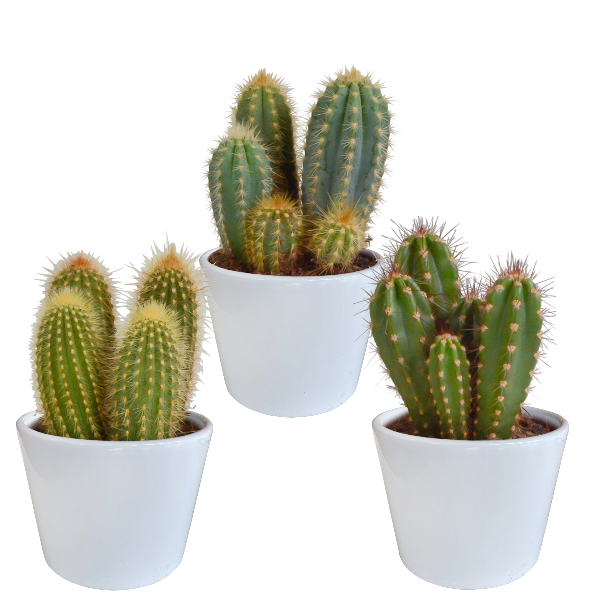 Cereus mix 10,5cm en pot. Plante verte type Cereus mix 10,5cm, livrée en pot, idéale pour intérieur lumineux.