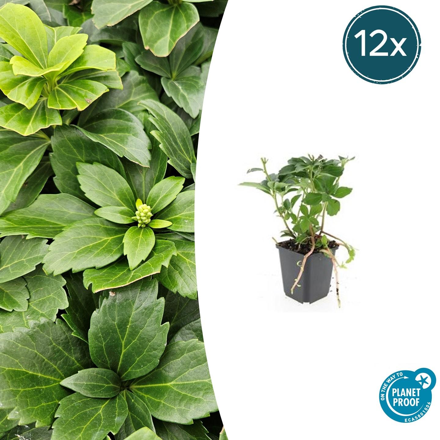 12x Pachysandra terminalis en pot Ø9cm  Hauteur 10cm. Plante verte type 12x Pachysandra terminalis, livrée en pot, idéale pour intérieur lumineux.
