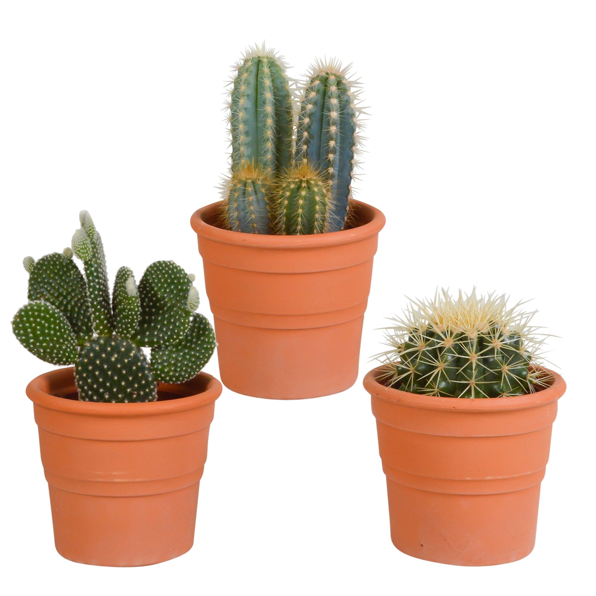 Cactus mix 10.5 cm en pot. Plante verte type Cactus mix 10.5 cm, livrée en pot, idéale pour intérieur lumineux.