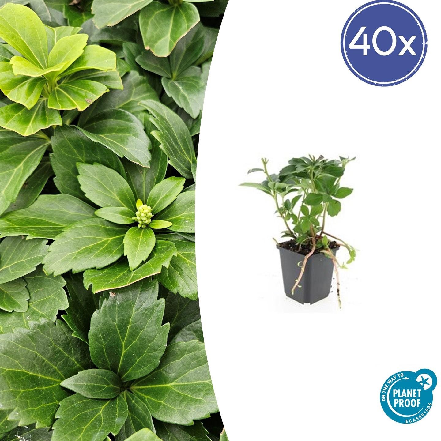 40x Pachysandra terminalis en pot Ø9cm  Hauteur 10cm. Plante verte type 40x Pachysandra terminalis, livrée en pot, idéale pour intérieur lumineux.