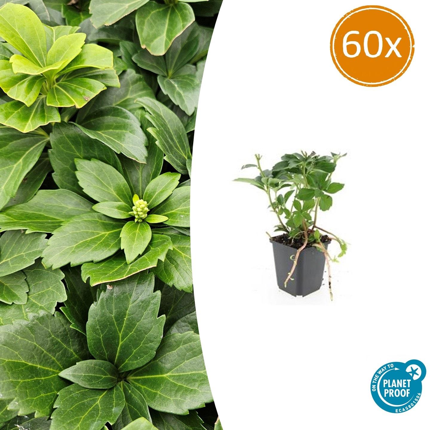 60x Pachysandra terminalis en pot Ø9cm  Hauteur 10cm. Plante verte type 60x Pachysandra terminalis, livrée en pot, idéale pour intérieur lumineux.
