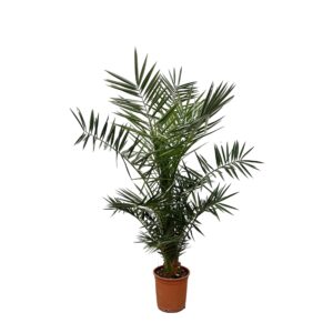 Phoenix Canariensis en pot Ø15cm. Plante verte type Phoenix Canariensis, livrée en pot, idéale pour intérieur lumineux.