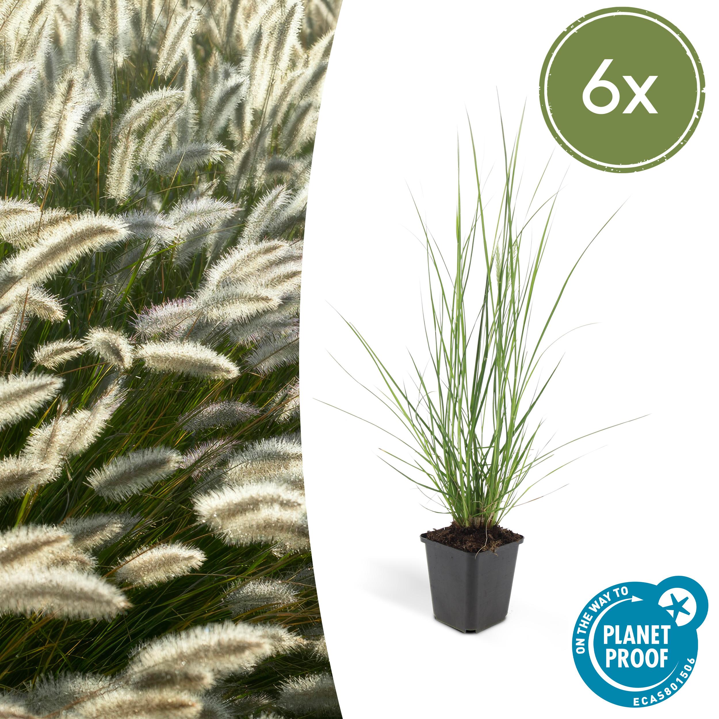 6x Pennisetum alopecuroides 'Hameln' en pot Ø9cm  Hauteur 10cm. Plante verte type 6x Pennisetum alopecuroides 'Hameln', livrée en pot, idéale pour intérieur lumineux.