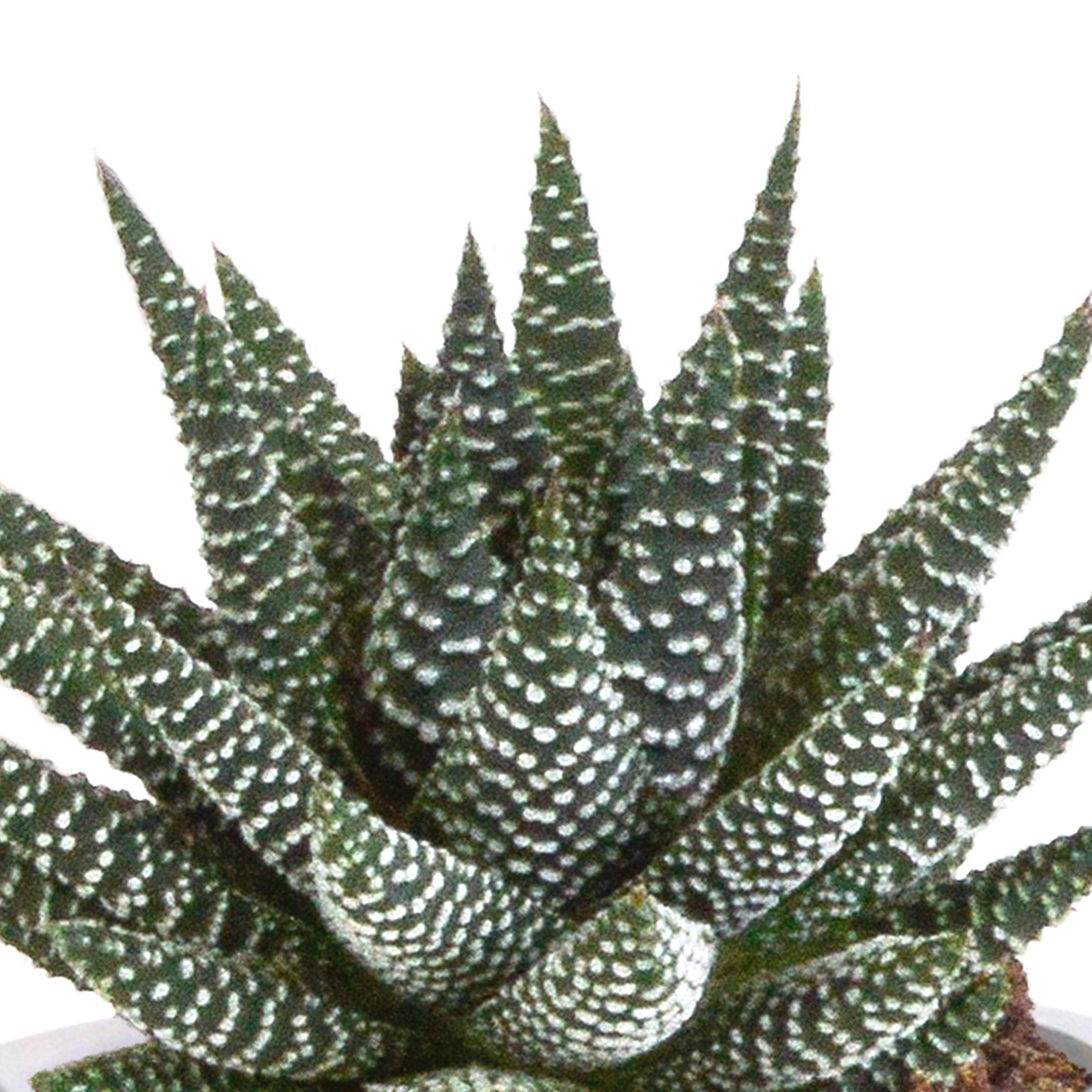 Gasteria/Haworthia mix 8,5cm en pot. Plante verte type Gasteria/Haworthia mix 8,5cm, livrée en pot, idéale pour intérieur lumineux. – Image 5