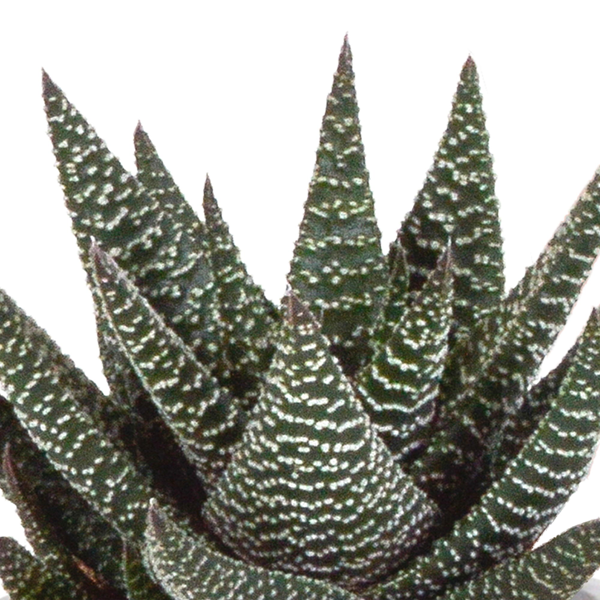 Gasteria/Haworthia mix 8,5cm en pot. Plante verte type Gasteria/Haworthia mix 8,5cm, livrée en pot, idéale pour intérieur lumineux. – Image 6