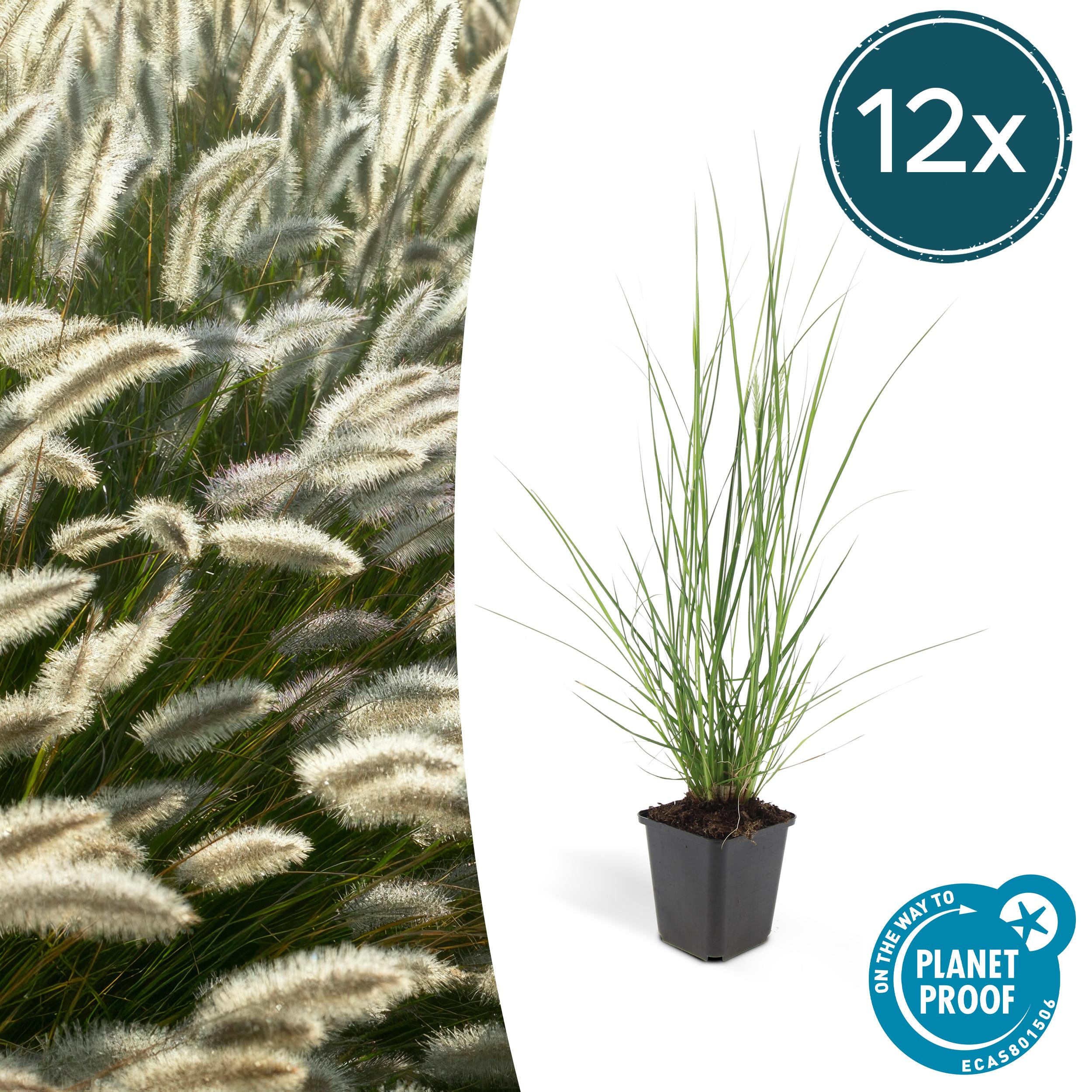 12x Pennisetum alopecuroides 'Hameln' en pot Ø9cm  Hauteur 10cm. Plante verte type 12x Pennisetum alopecuroides 'Hameln', livrée en pot, idéale pour intérieur lumineux.